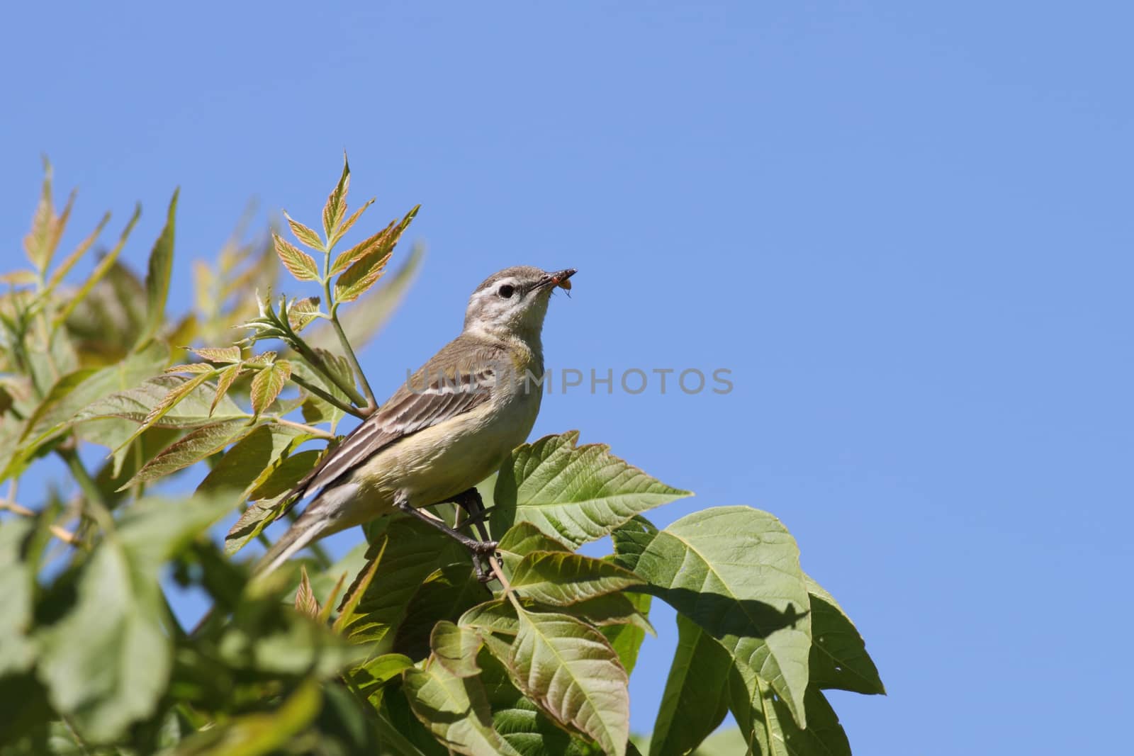 Yellow wagtail  by Ohotnik