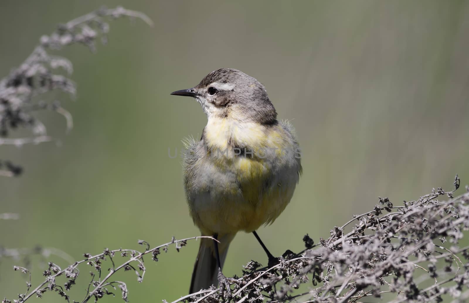 female Yellow wagtail (Wagtail Motacilla flava) sitting on a branch