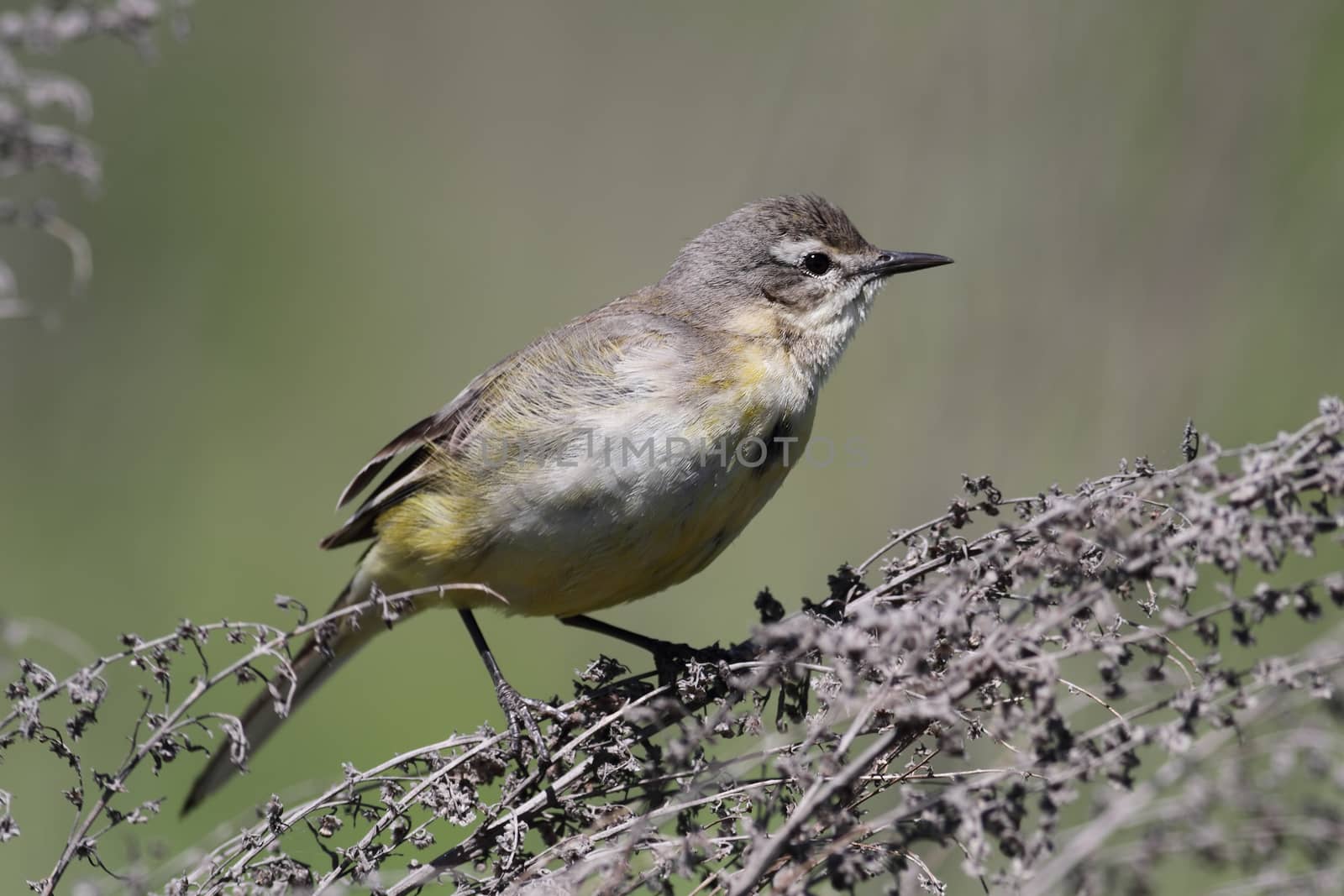 female Yellow wagtail (Wagtail Motacilla flava) sitting on a branch