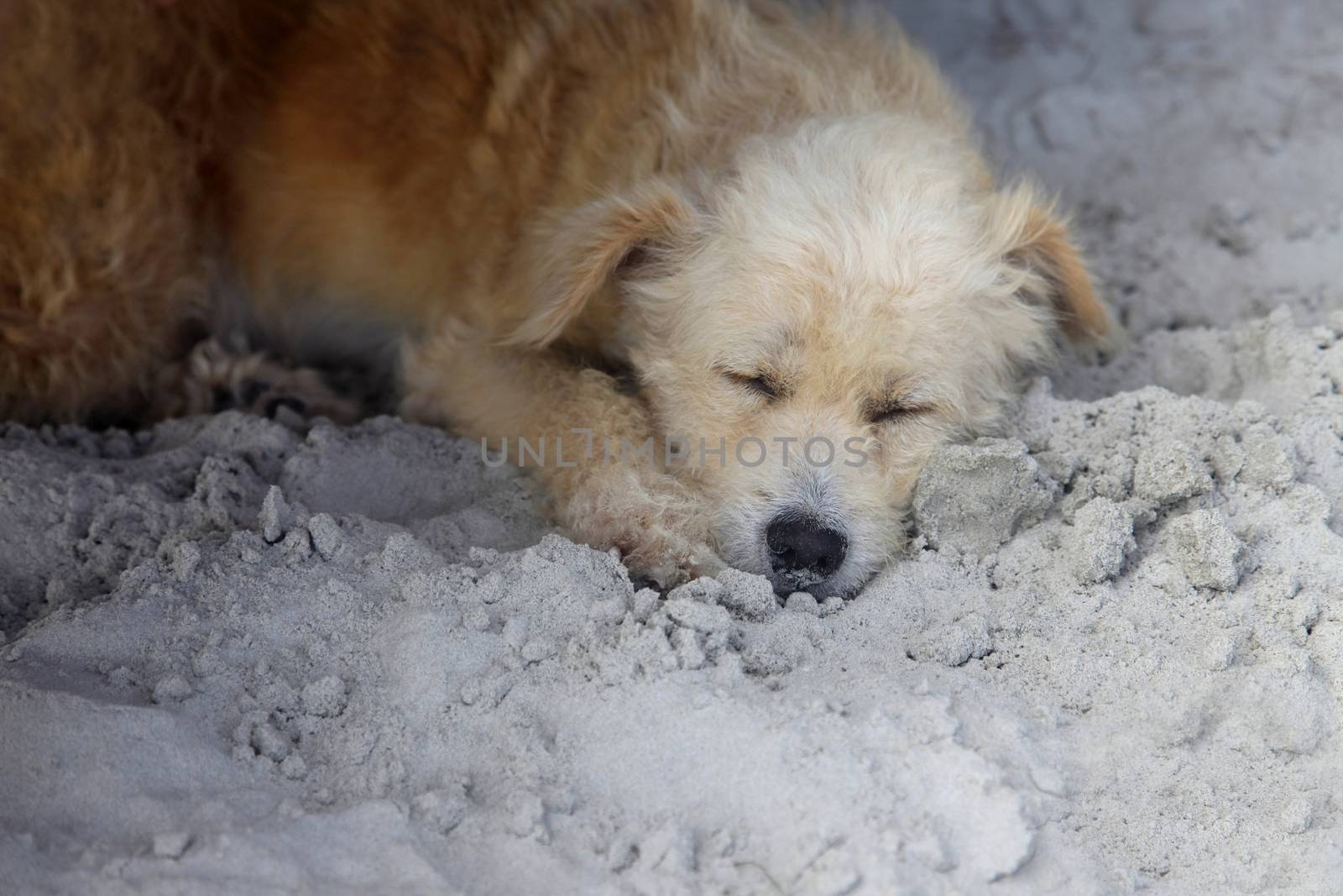 Red dog sleeping on the beach. Cambodia