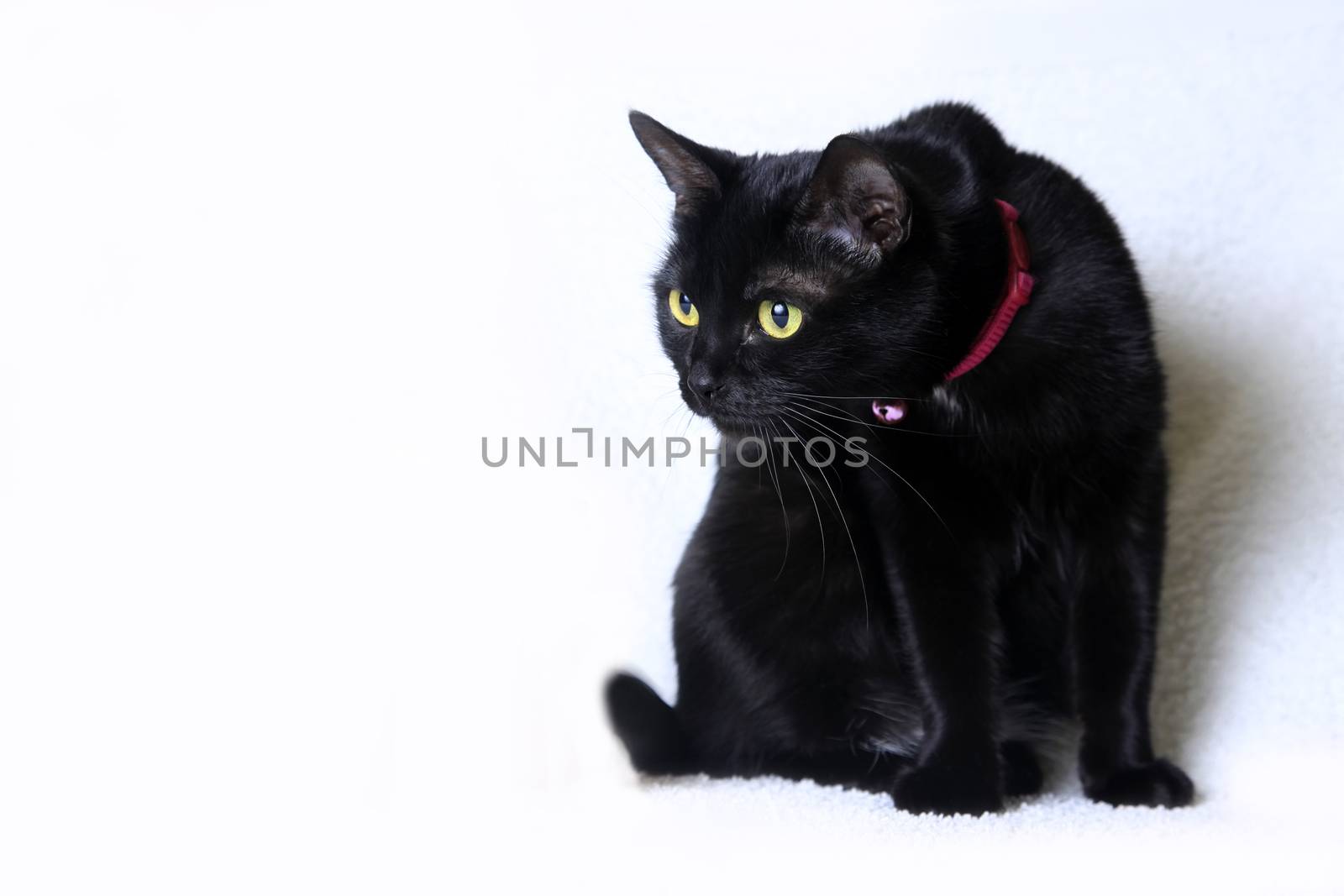 Black cat on white background in studio