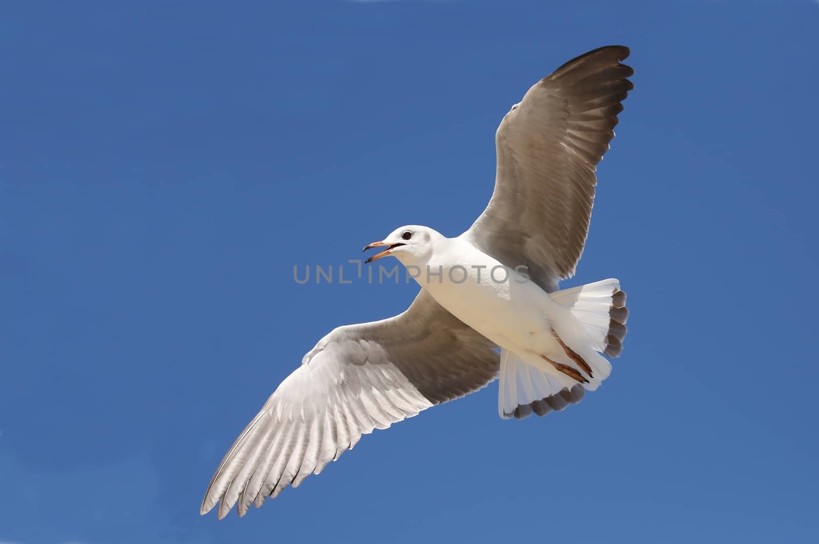 Graceful seagull bird soaring on a breeze and blue sky behind