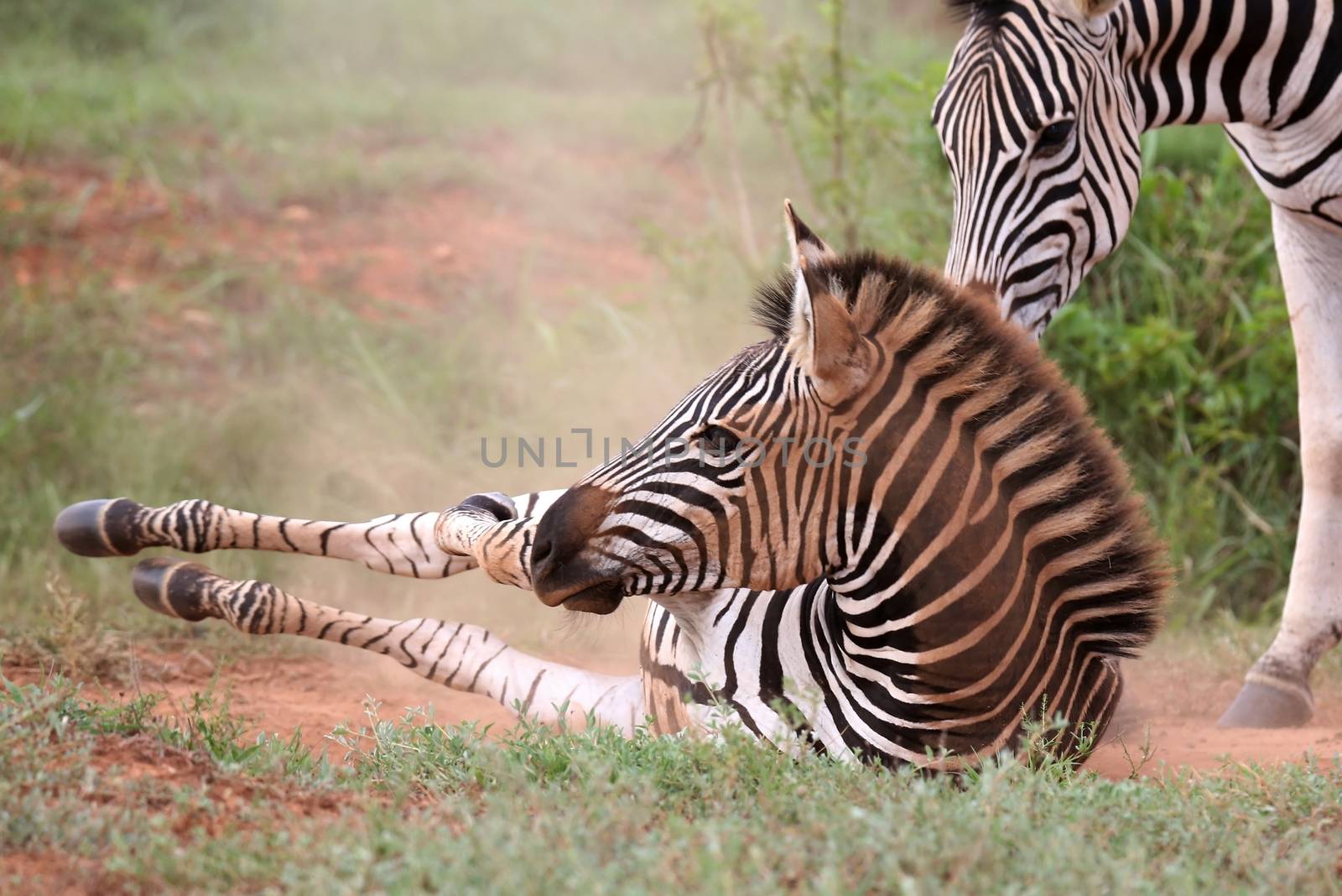 Young zebra having a dust bathe while it's mother watches
