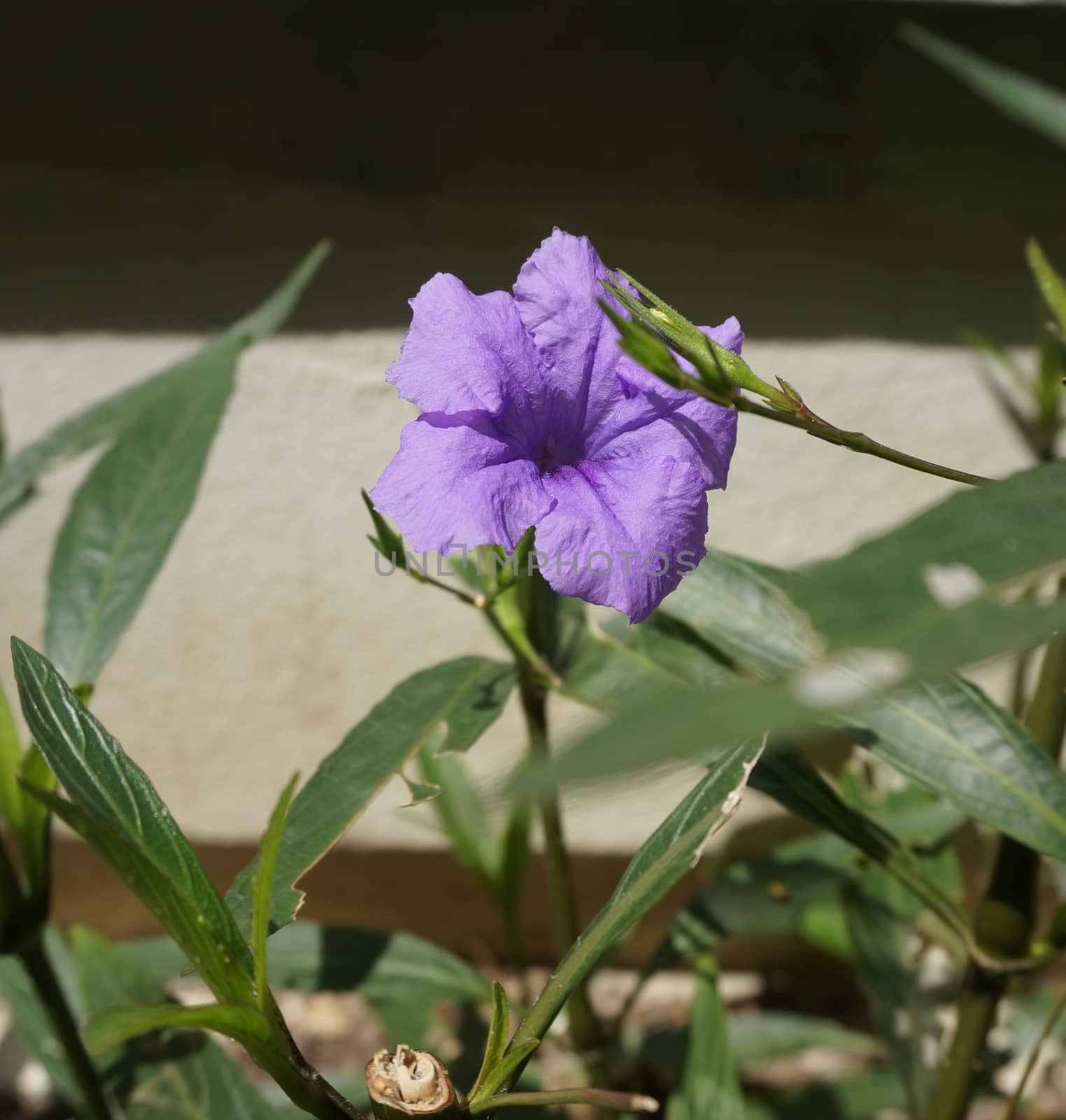 Ruellia tuberosa Linn on the ground beside road, It had bright purple in full bloom.                              