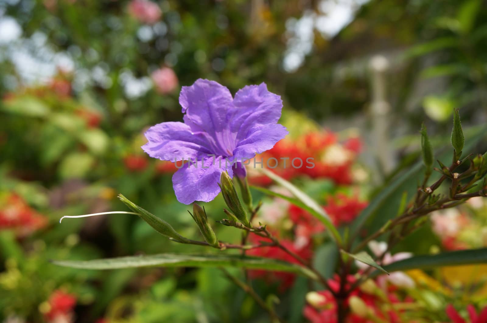 Ruellia tuberosa Linn, which are among the other trees.There are bright purple hue in full bloom.                              