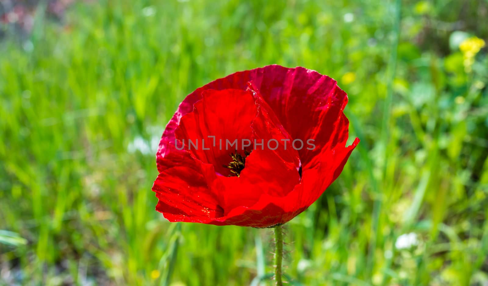 Red poppy flower in the field