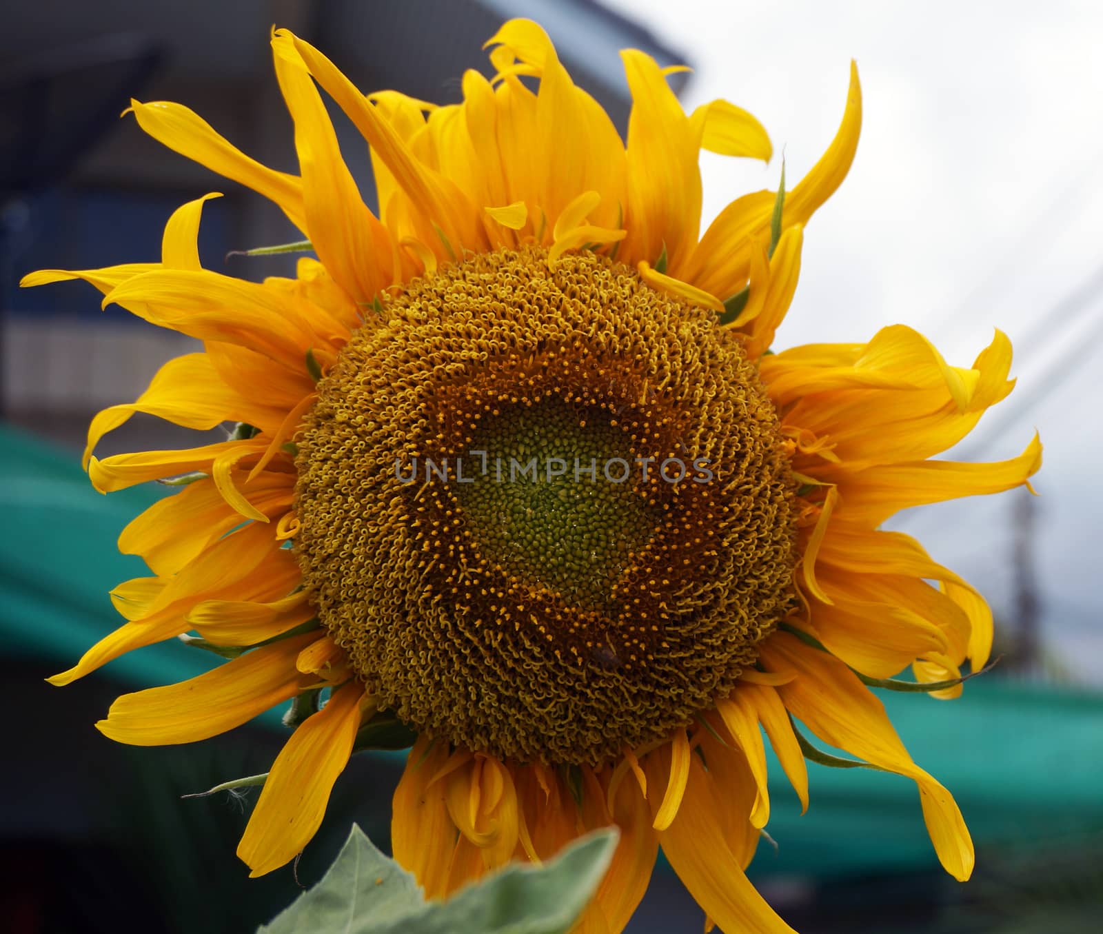 Sunflower in full bloom planted in the front of the house has large, bright and yellow color.                               