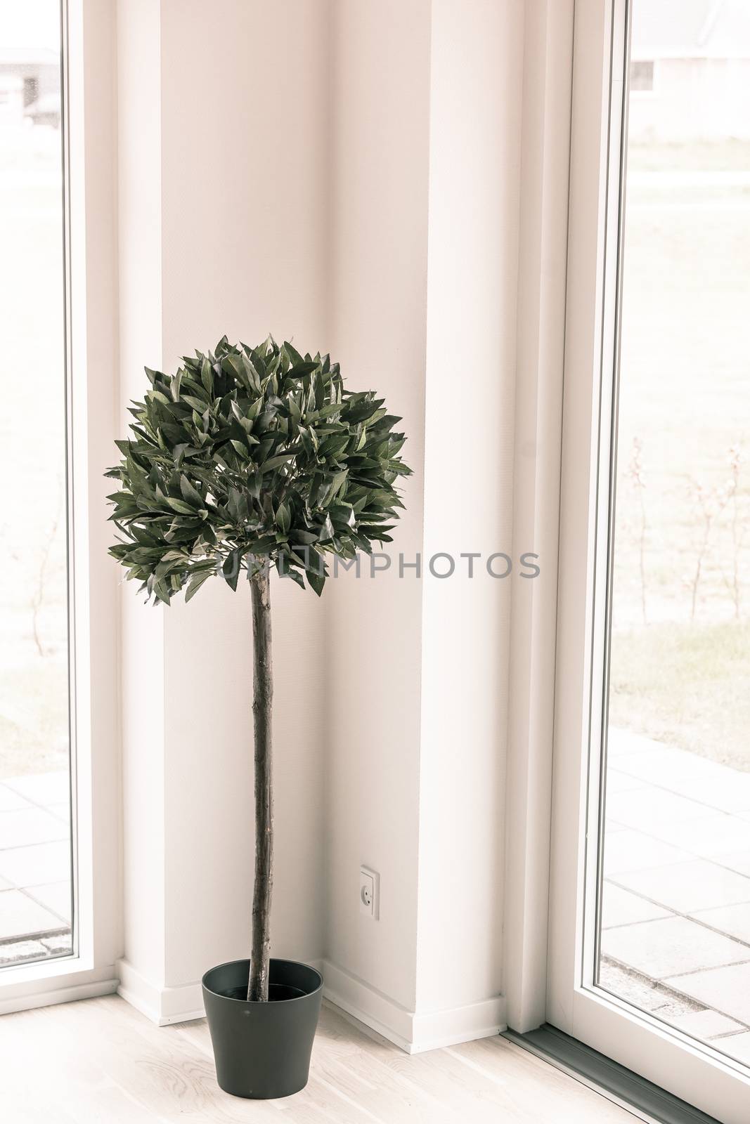 Indoor plant in bright enviroment by Sportactive