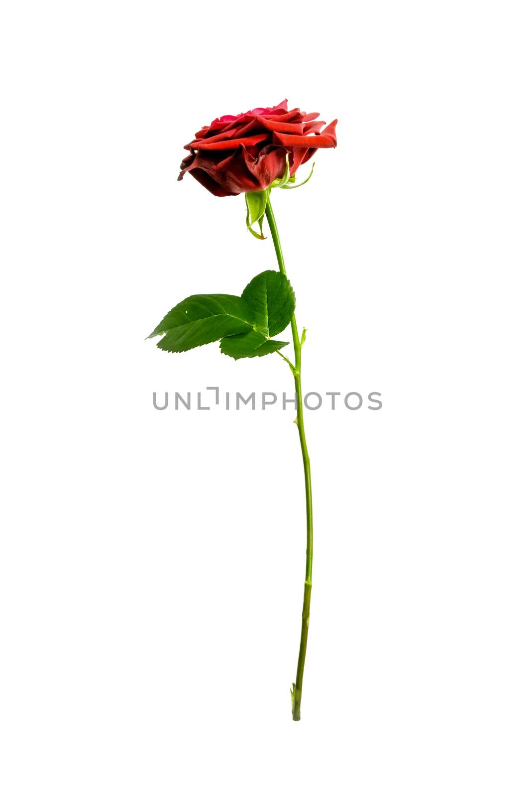 Red rose on a green stalk by Sportactive
