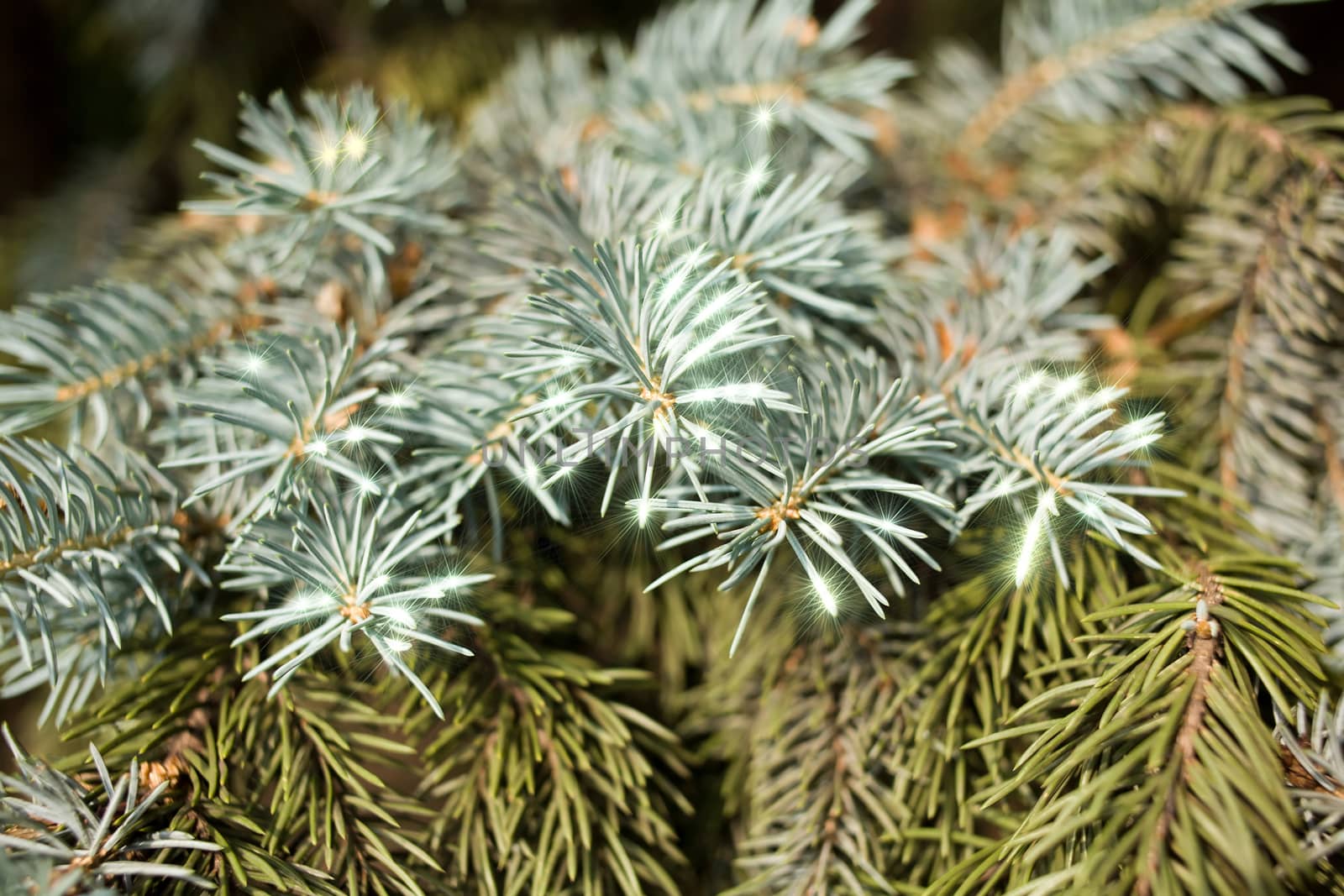 General view of the branches glowing blue spruce branch closeup