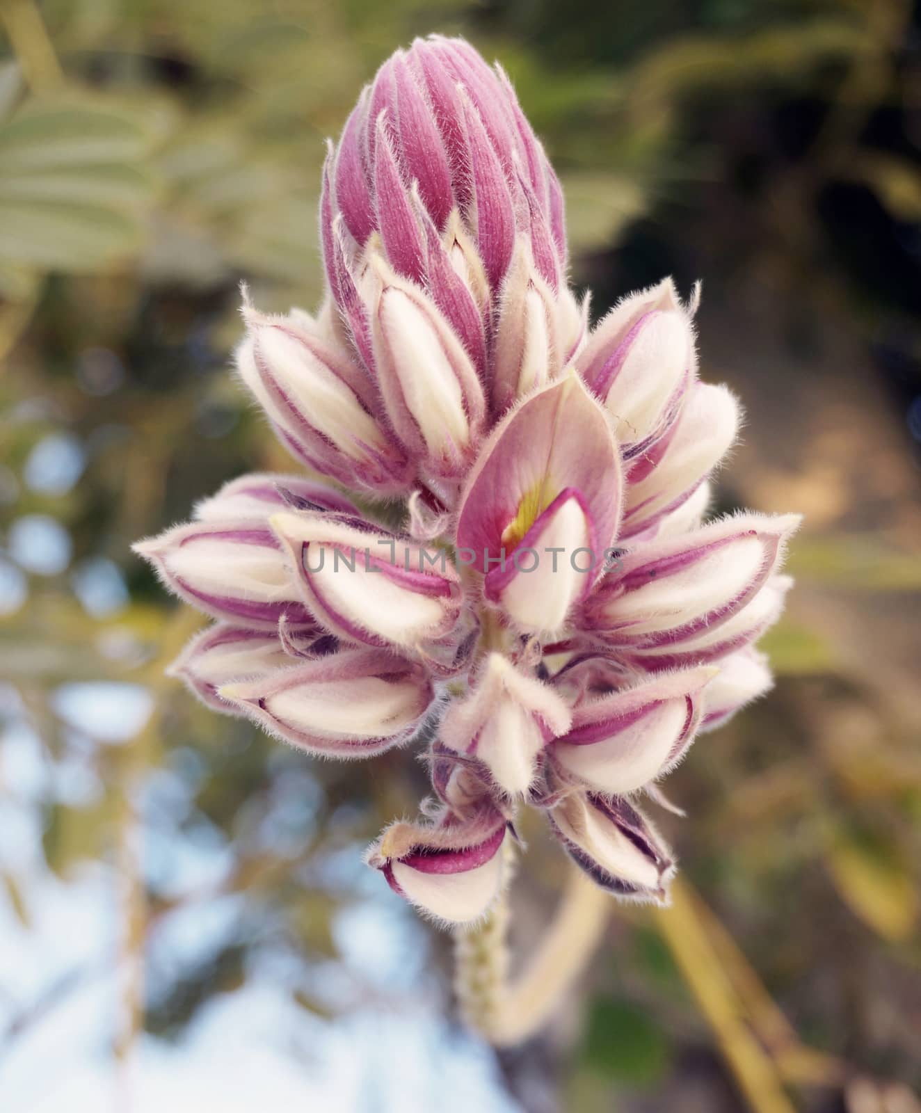 The  blue flower, it has a purple of layer, lvy plant, imperishable of flower.                     