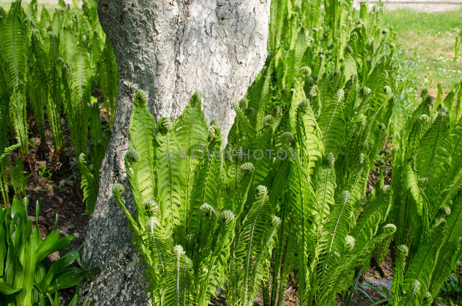 many small green ferns grow to a thick tree trunk