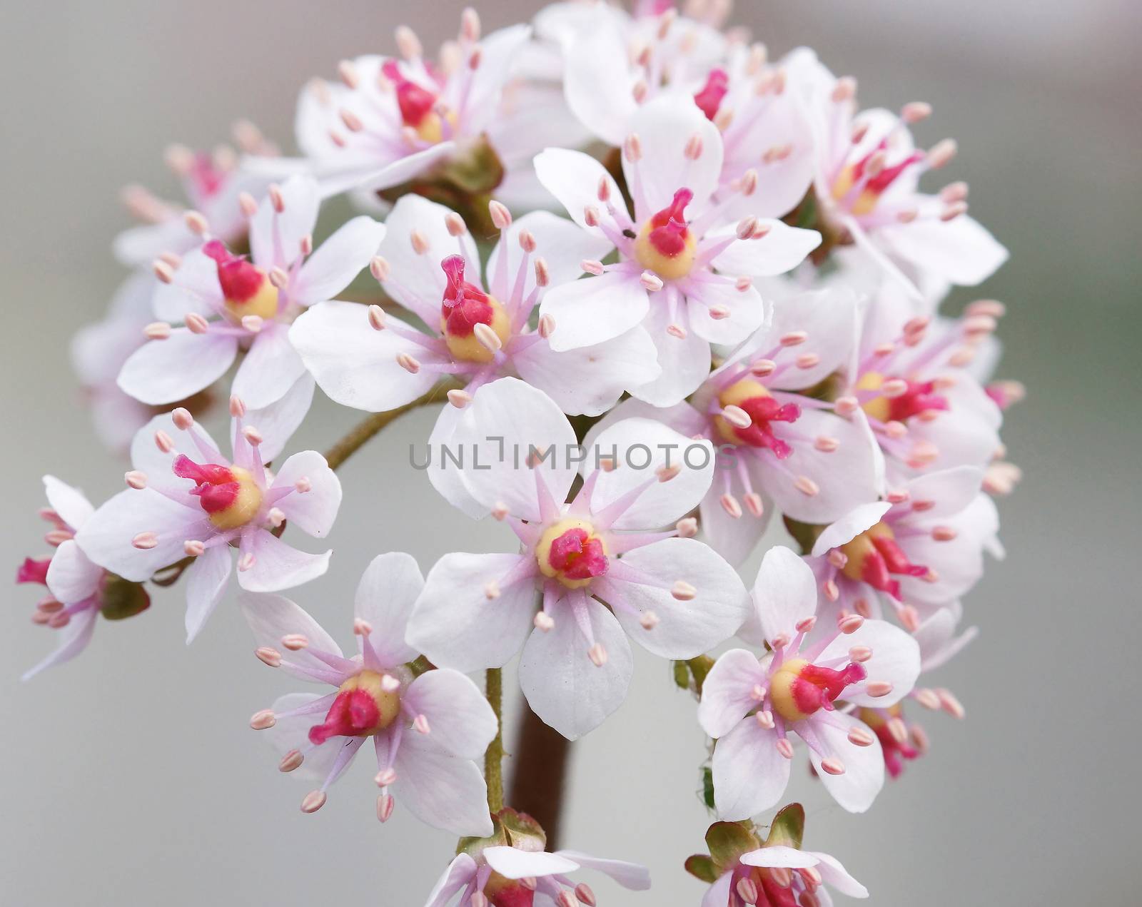 Indian Rhubarb, Darmera peltata