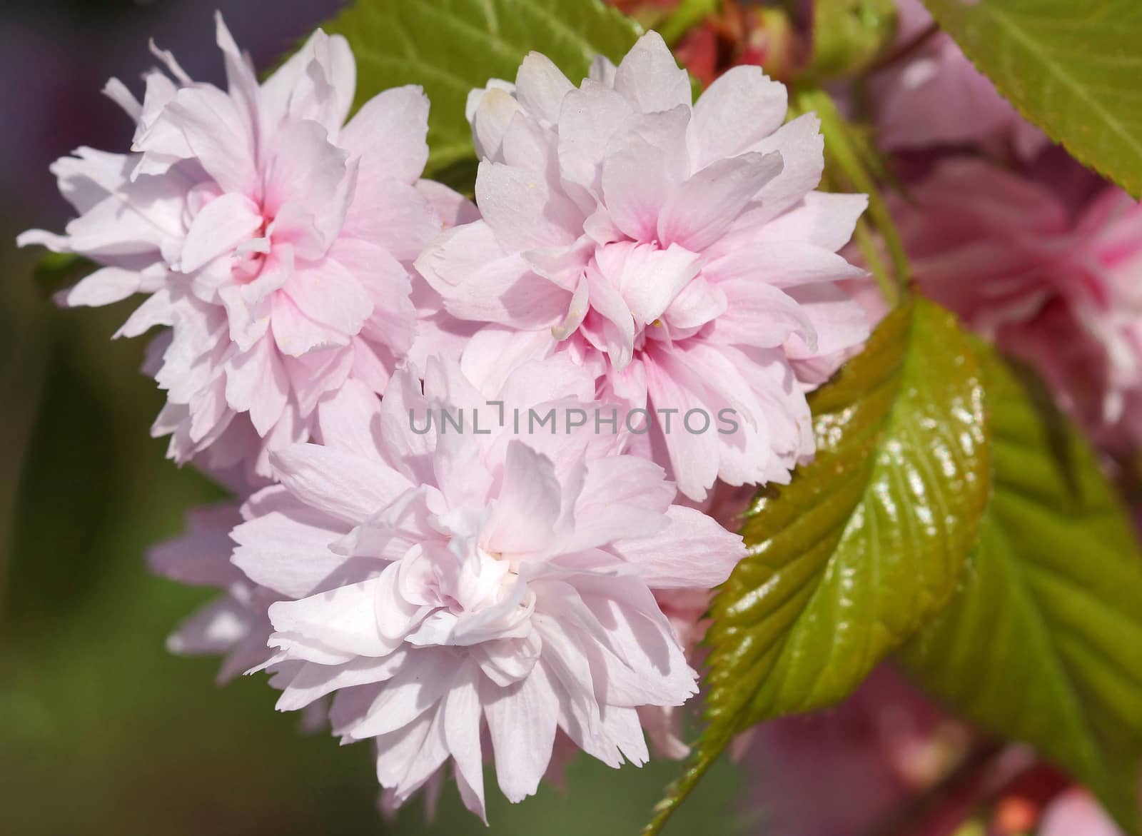 Hill Cherry, Kiku-shidare-zakura, Prunus serrulata