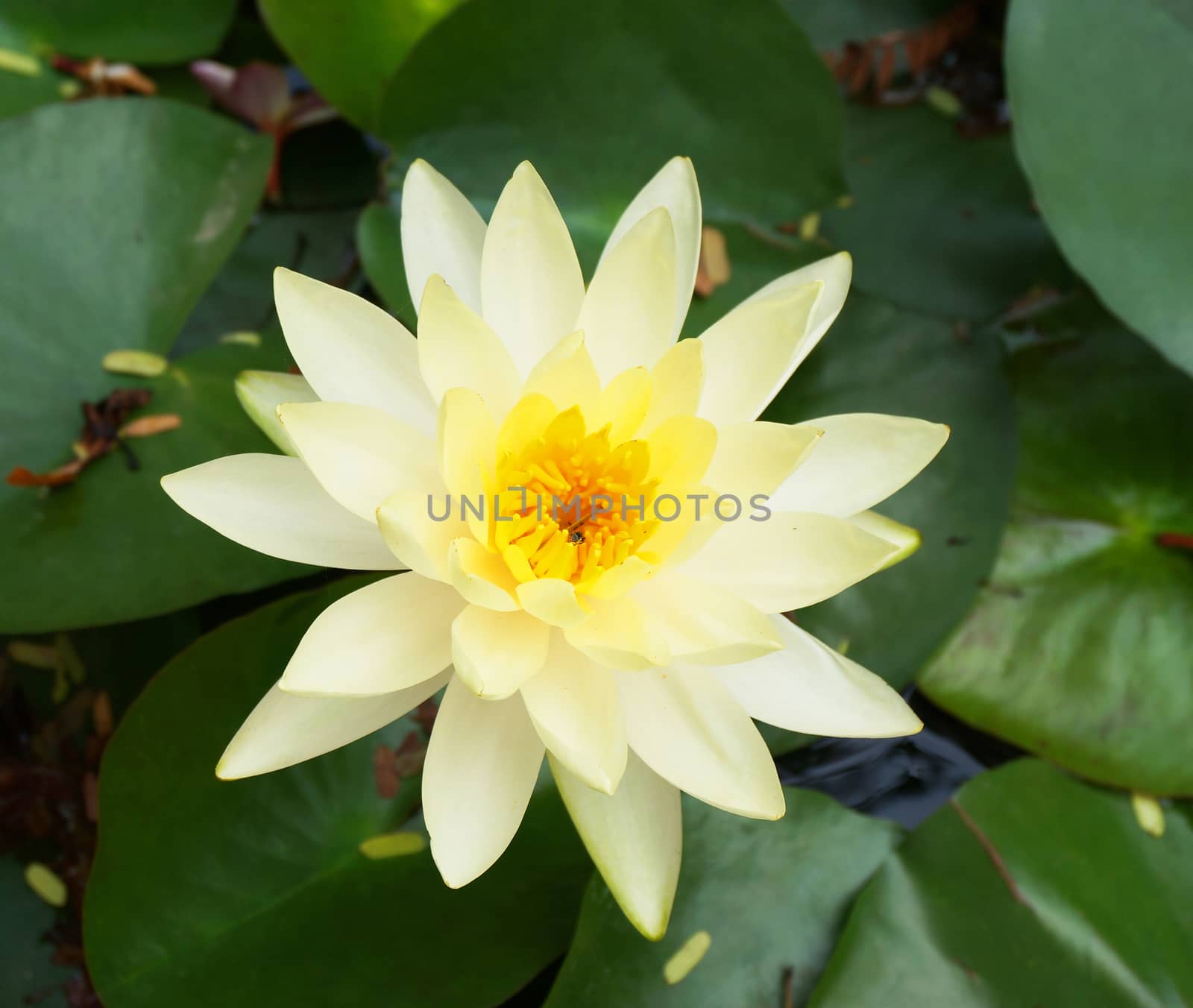 White Lotus in full bloom, has one bee live inside the pollen flowers.                               