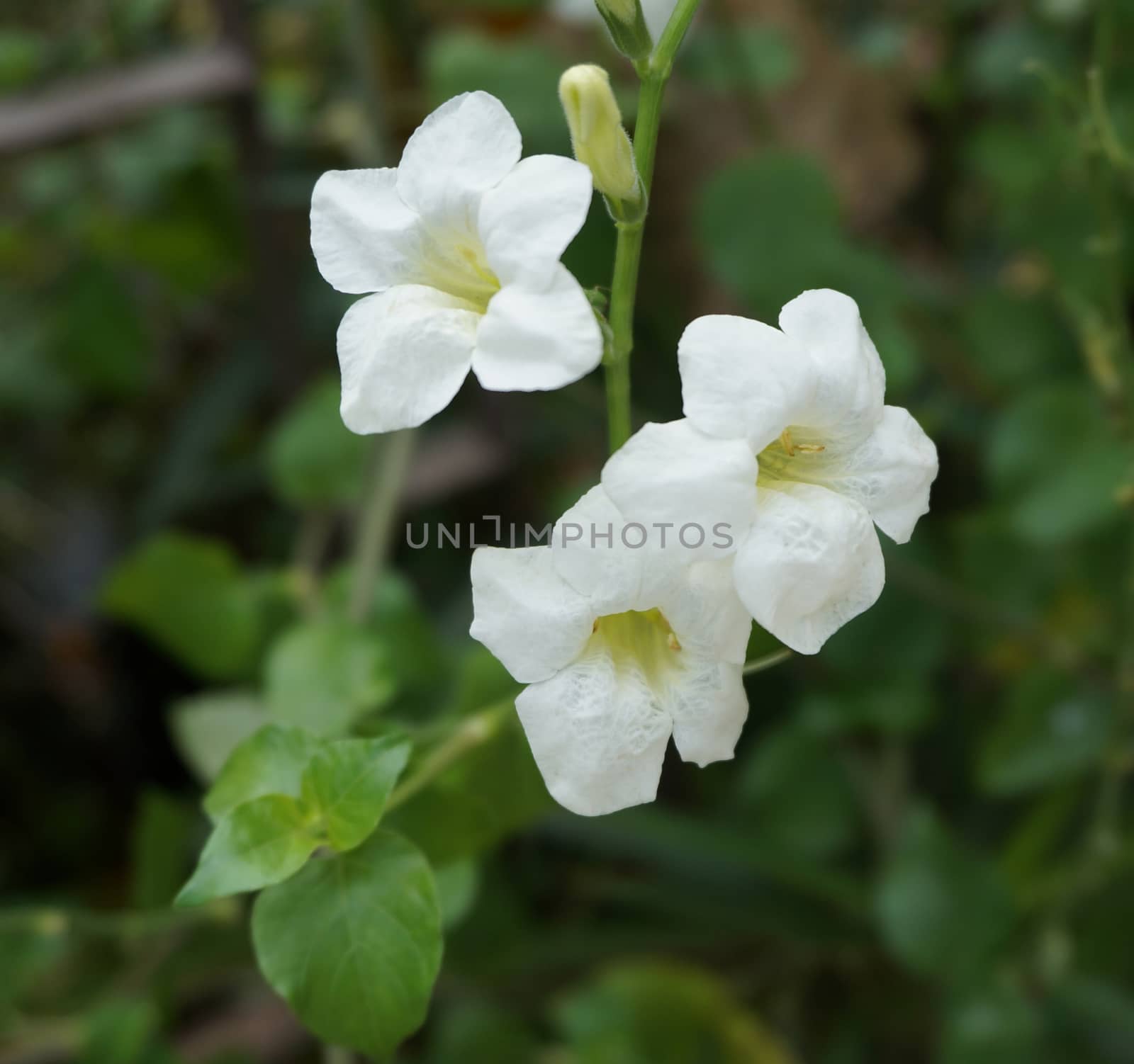 Ruellia tuberosa Linn, is a herbaceous plant and there are bright white color in full bloom.                                