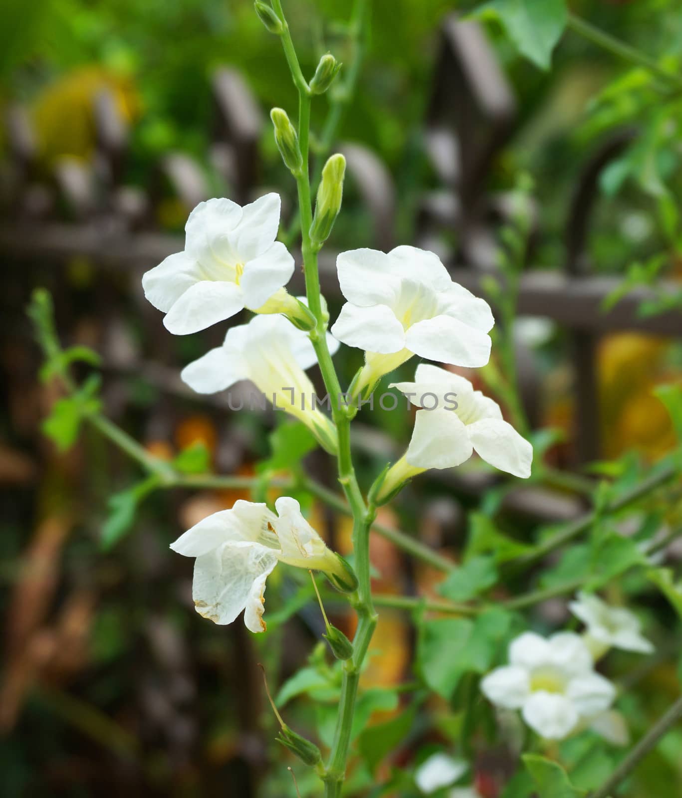 Ruellia tuberosa Linn, there are bright white color in full bloom.                                