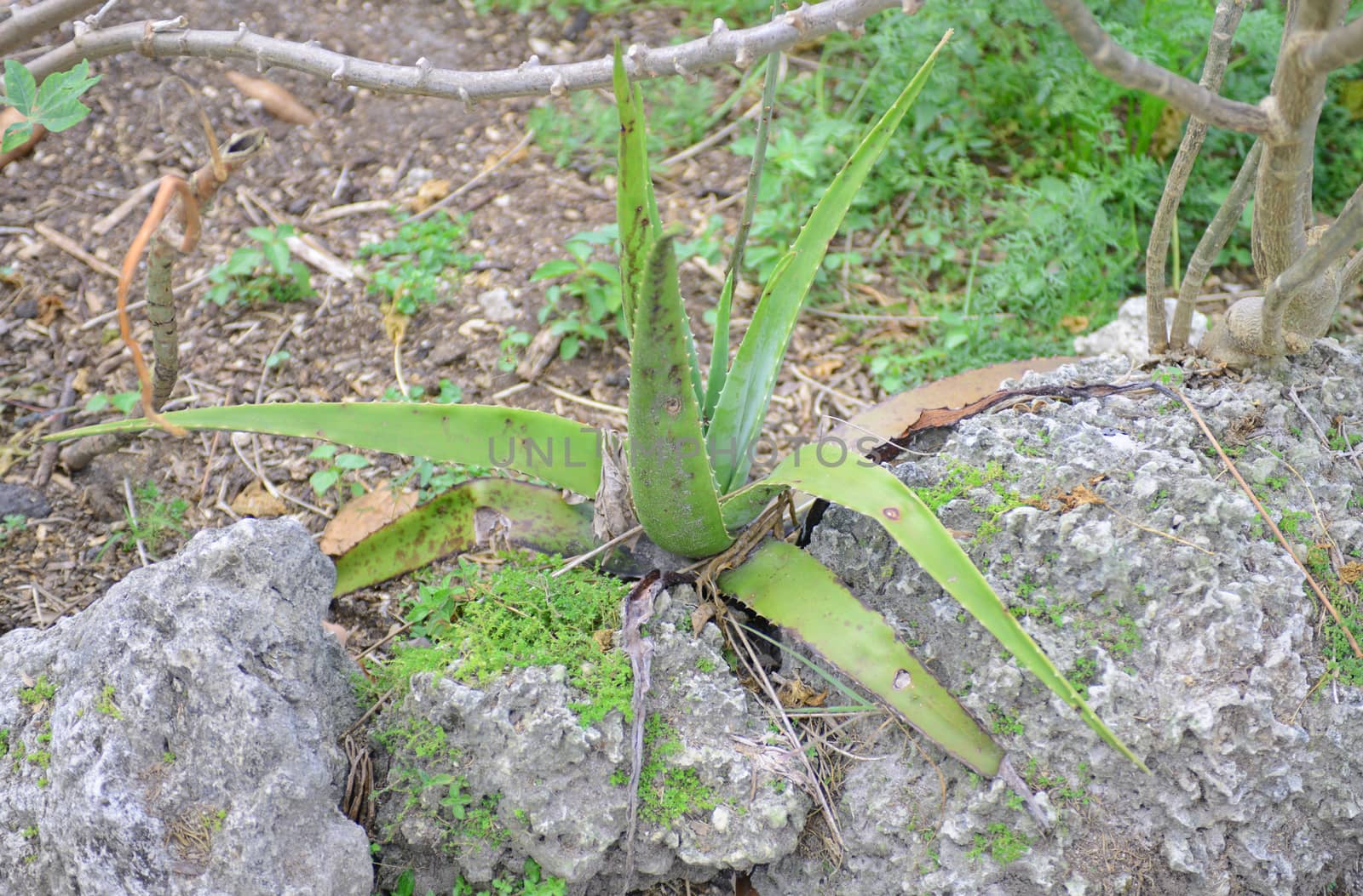 aloe vera plant growing in nature