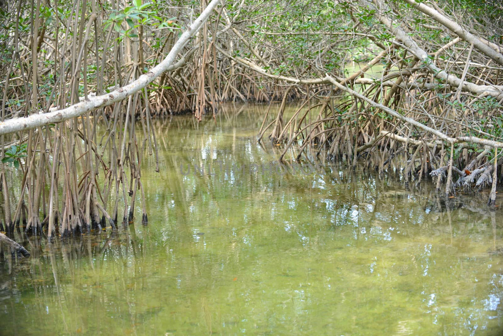 mangrove trees in a tropical location
