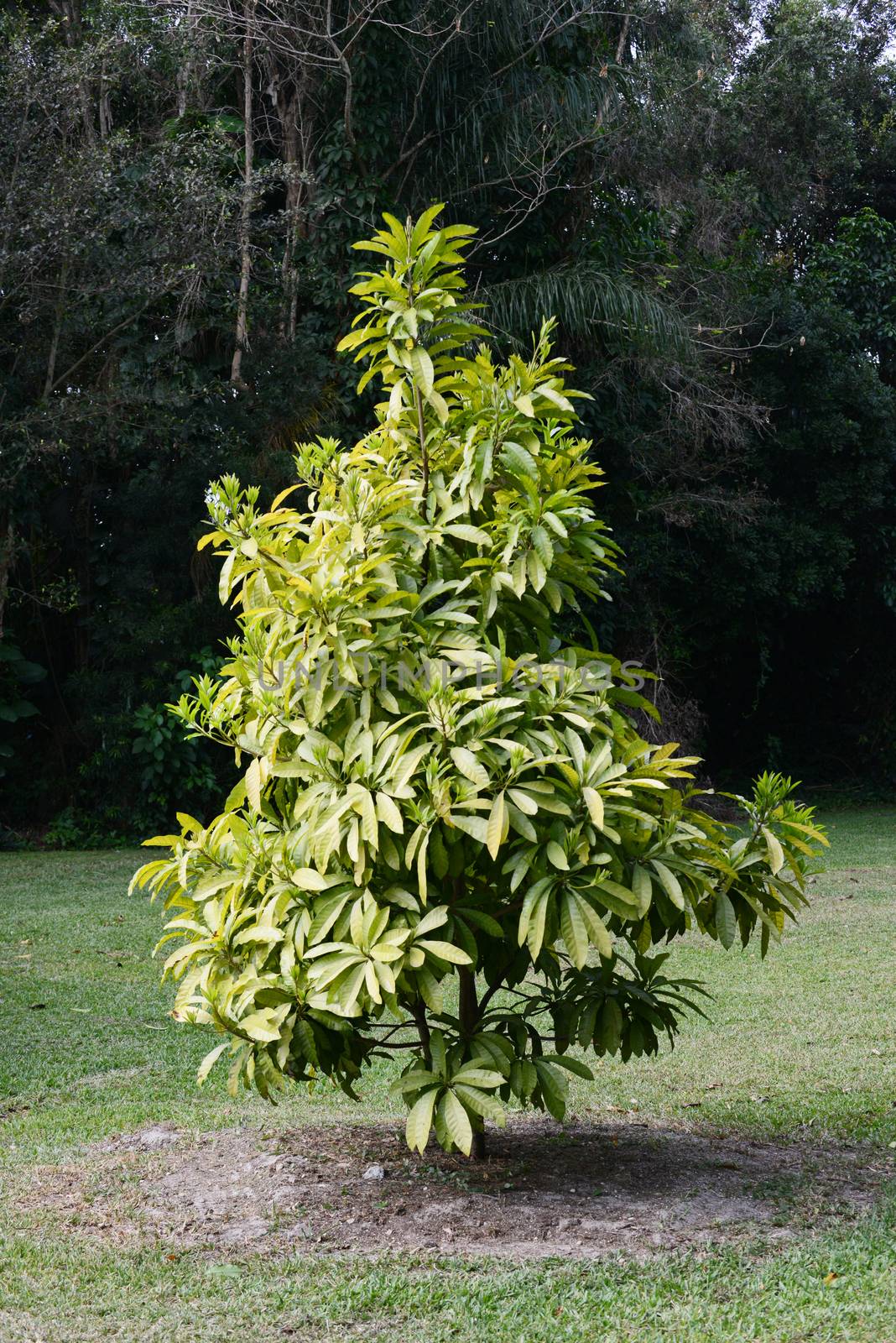 mamey sapote tropical tree outdoors