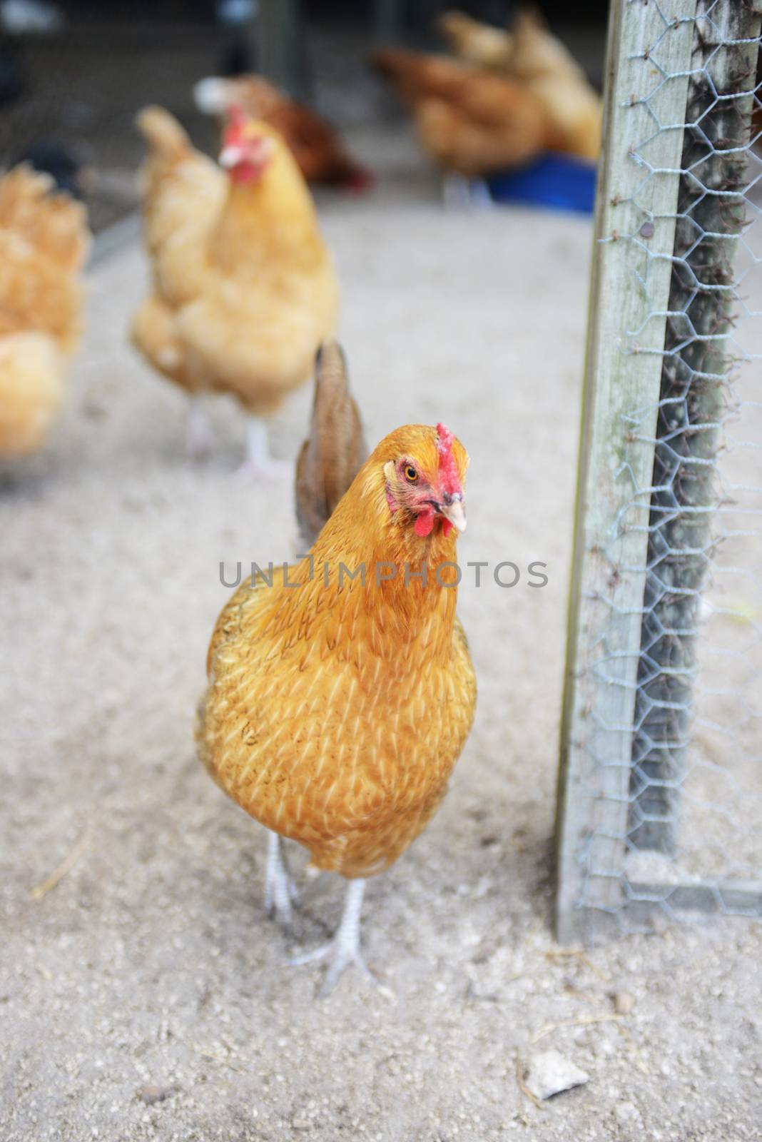 chickens on an organic farm