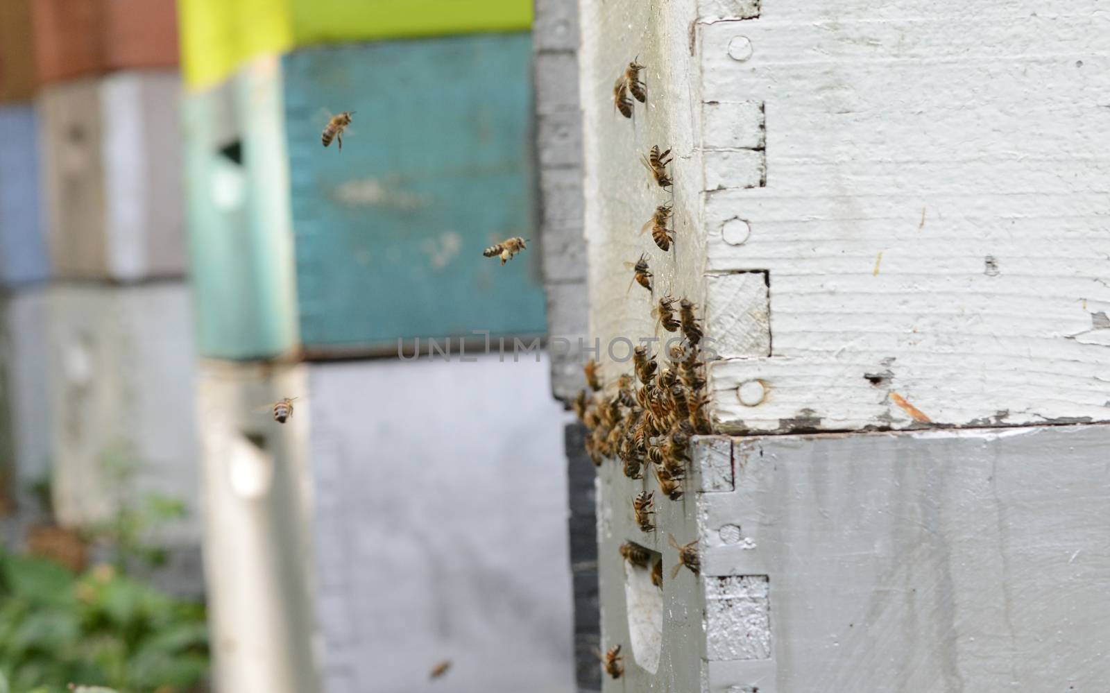 bees flying and into group of beehives or apiary