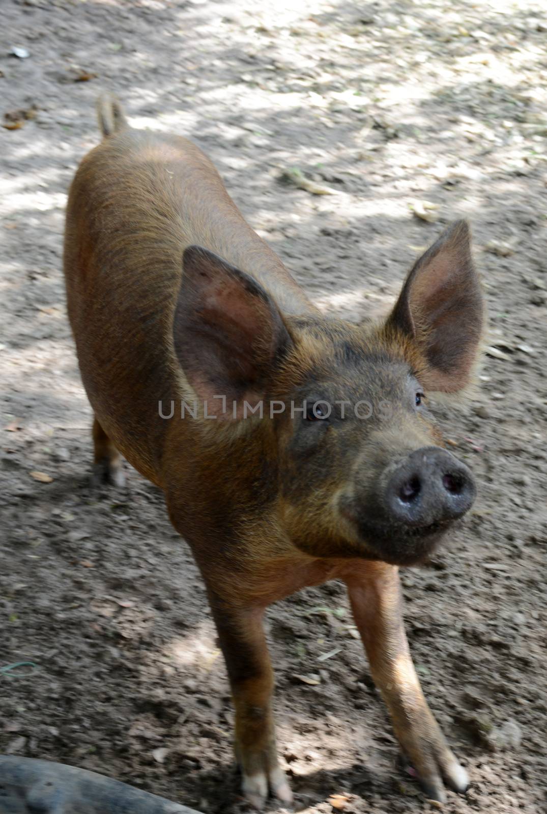 cute pig on a farm by ftlaudgirl