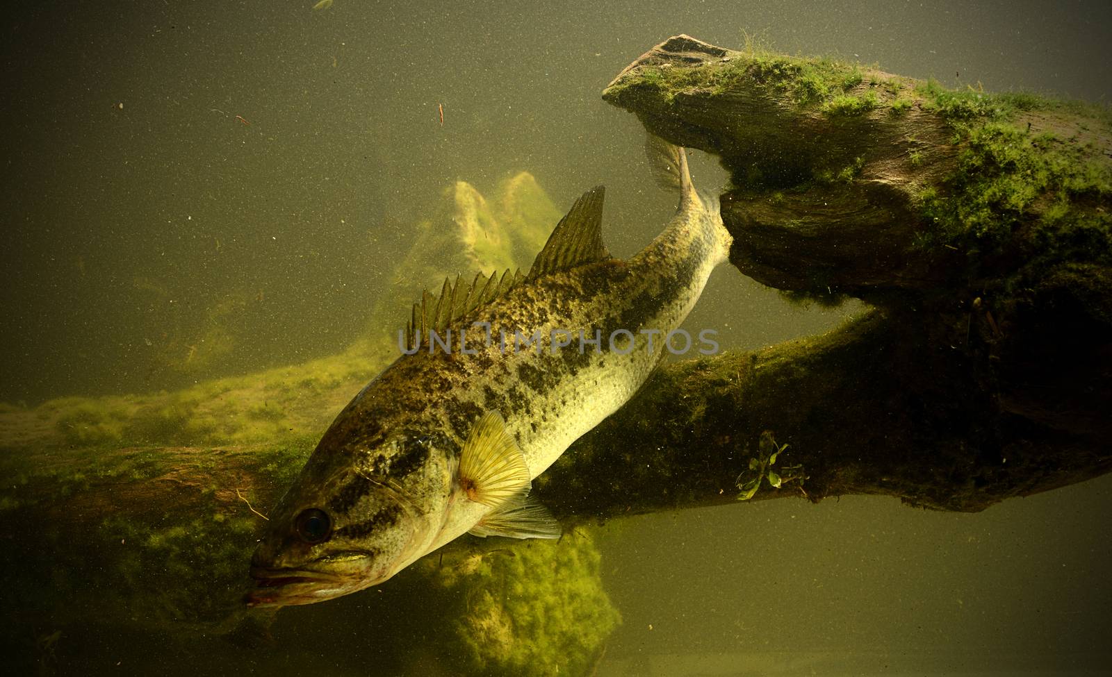 fishing for largemouth bass fish in fresh water