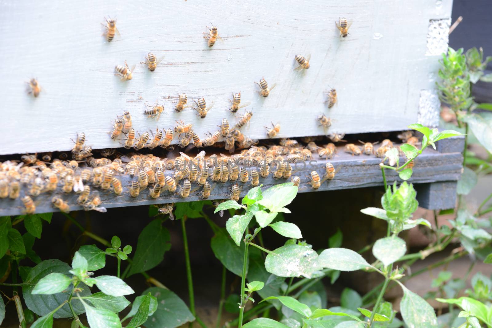 swarm of honey bees on man-made hive
