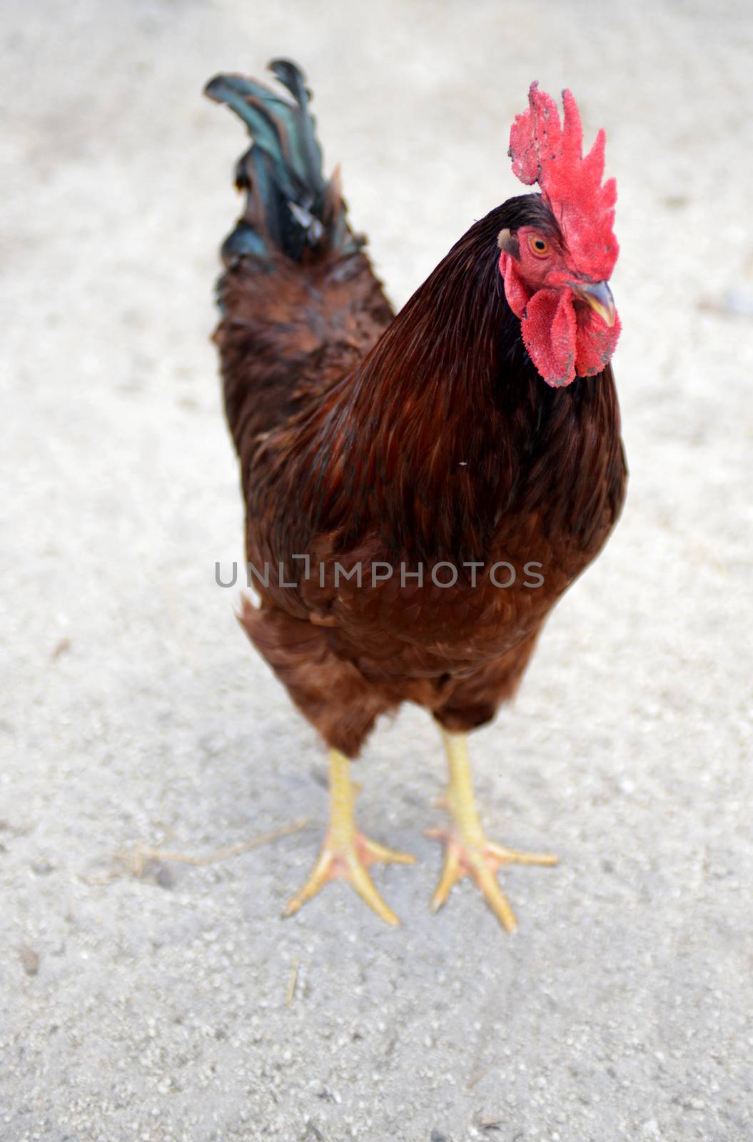 rooster by ftlaudgirl
