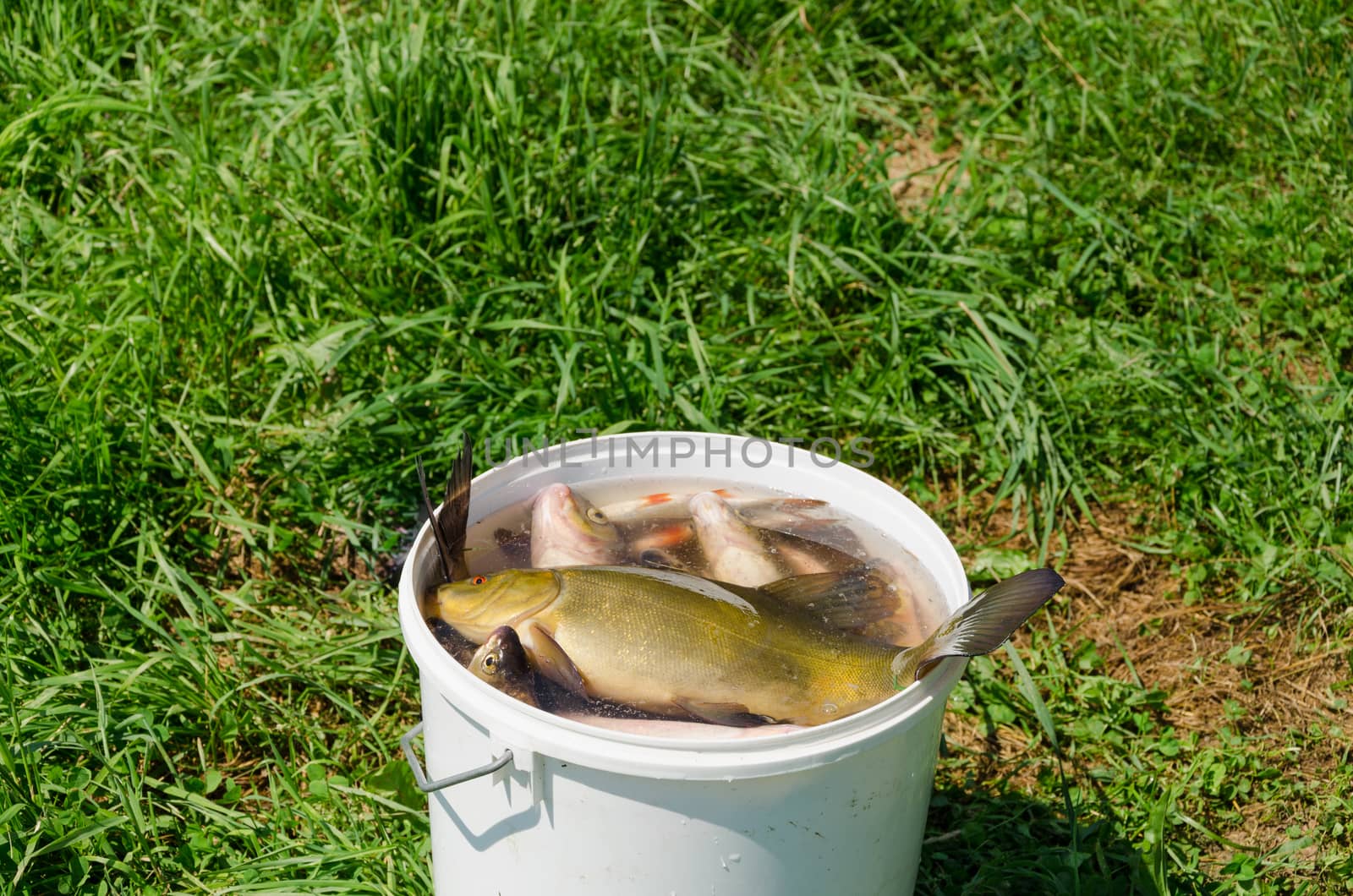 big fish fishing catch in bucket water on meadow by sauletas