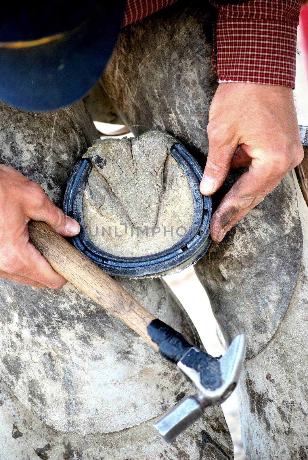 Male farrier working on a horseshoe.