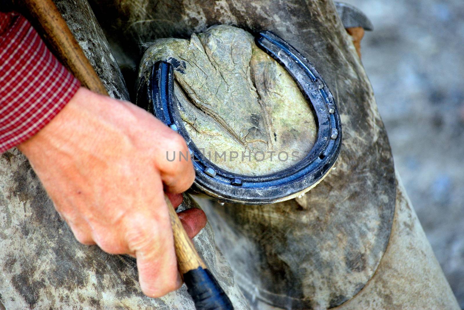 Male farrier working on a horseshoe.