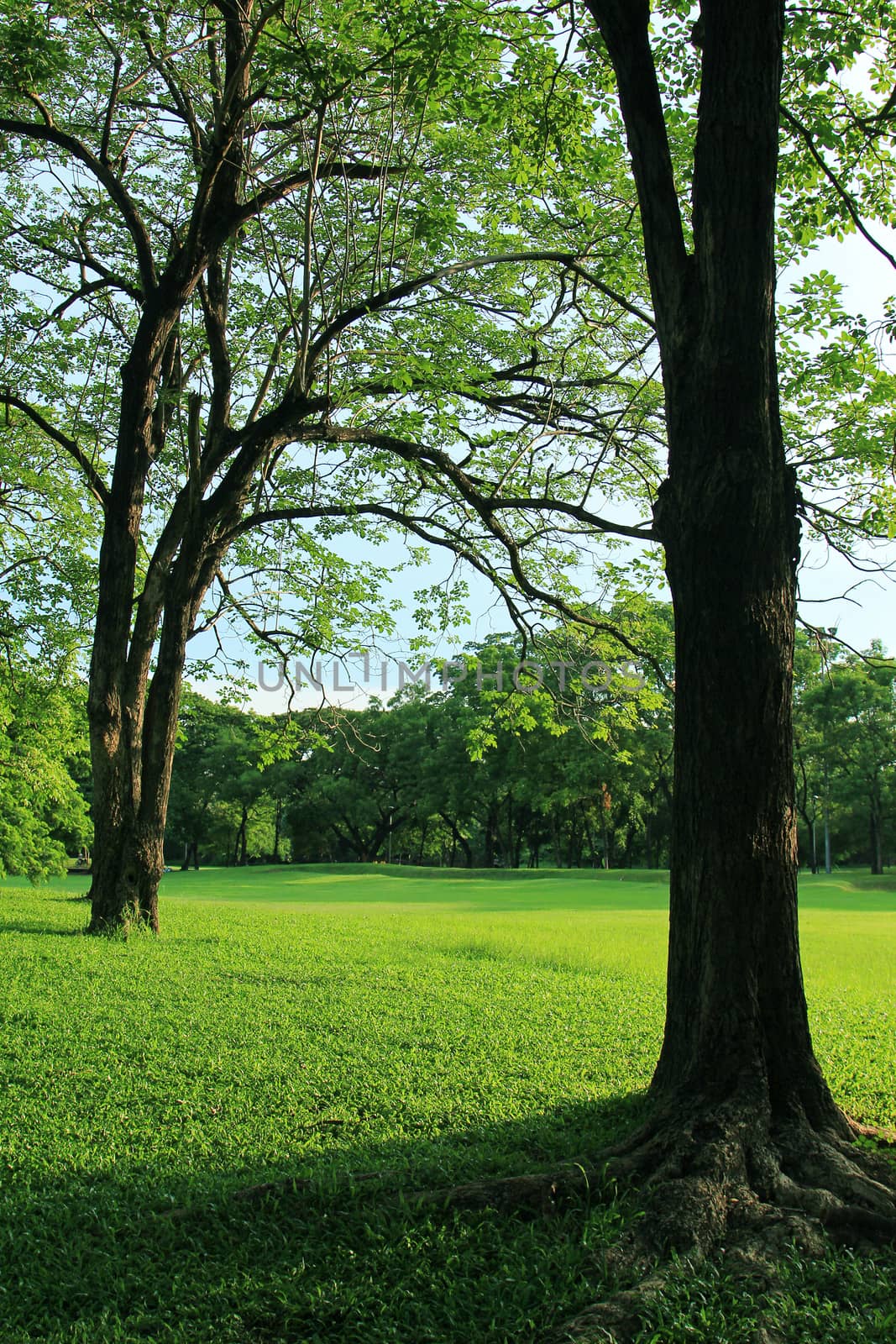 Green tree in tropical garden