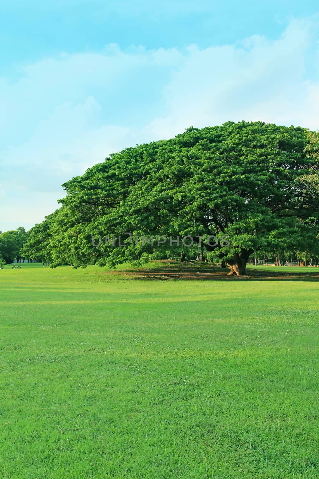 Green tree in tropical garden