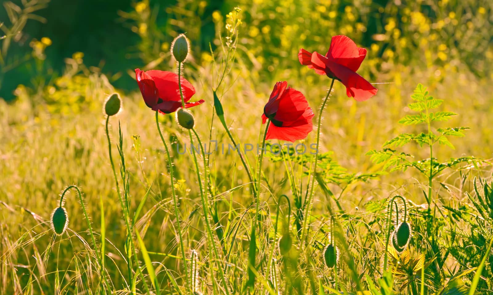 Red poppy flowers in the green field at sunset
