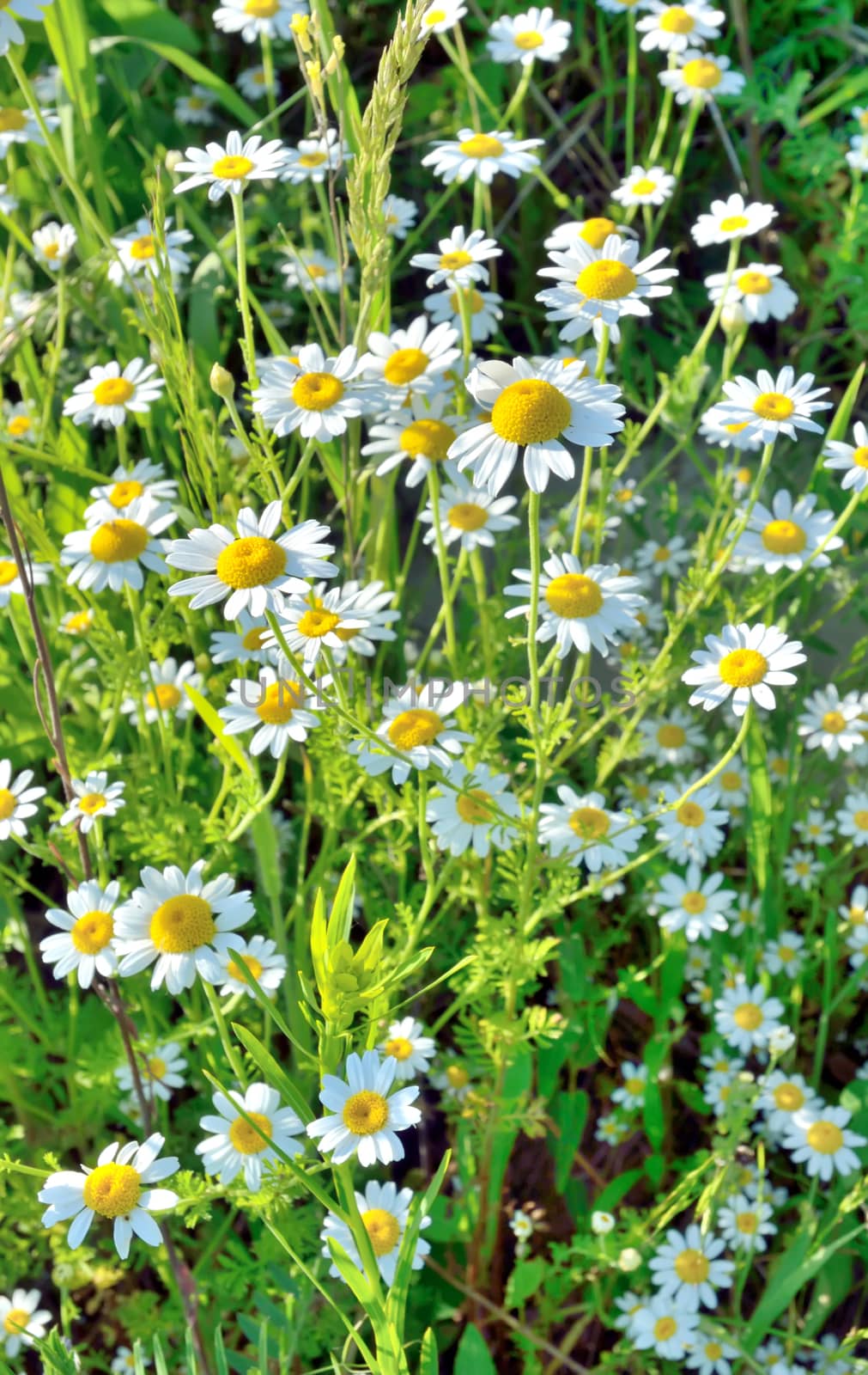 Field of white chamomile flowers