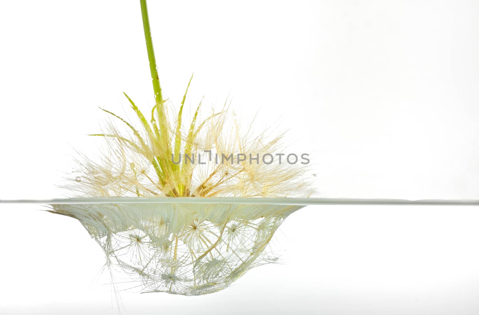 dandelion submerged under water upside down, macro photography on white background