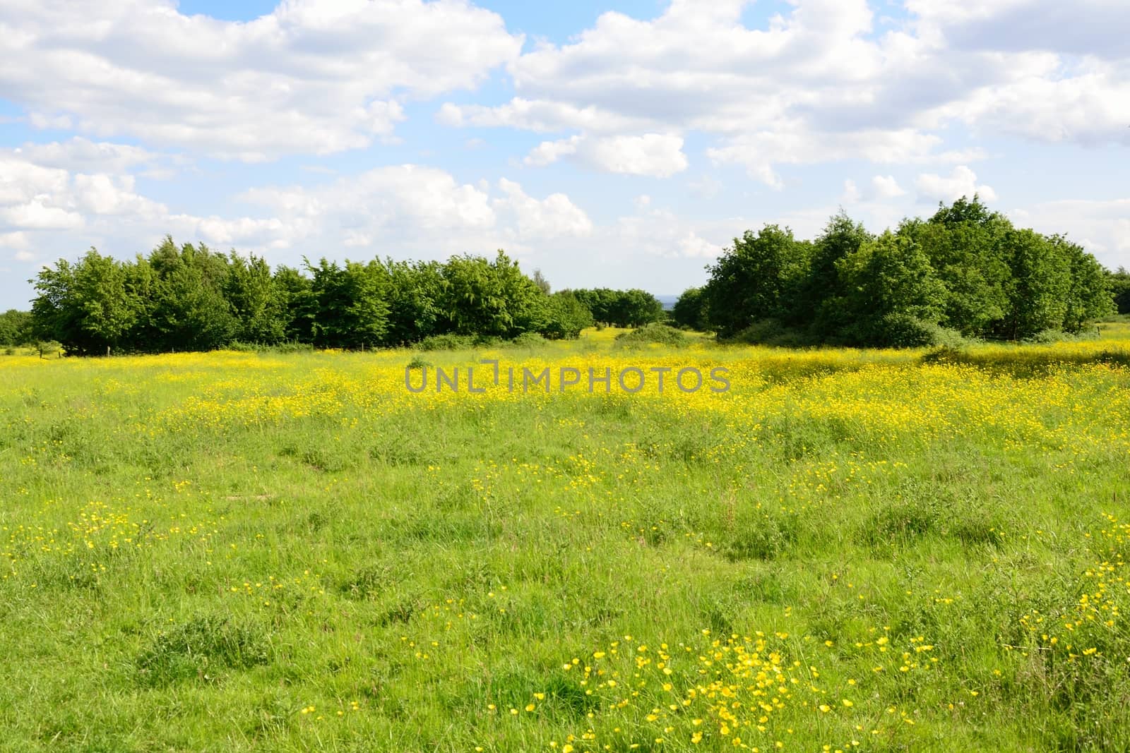 meadow with buttercups by pauws99