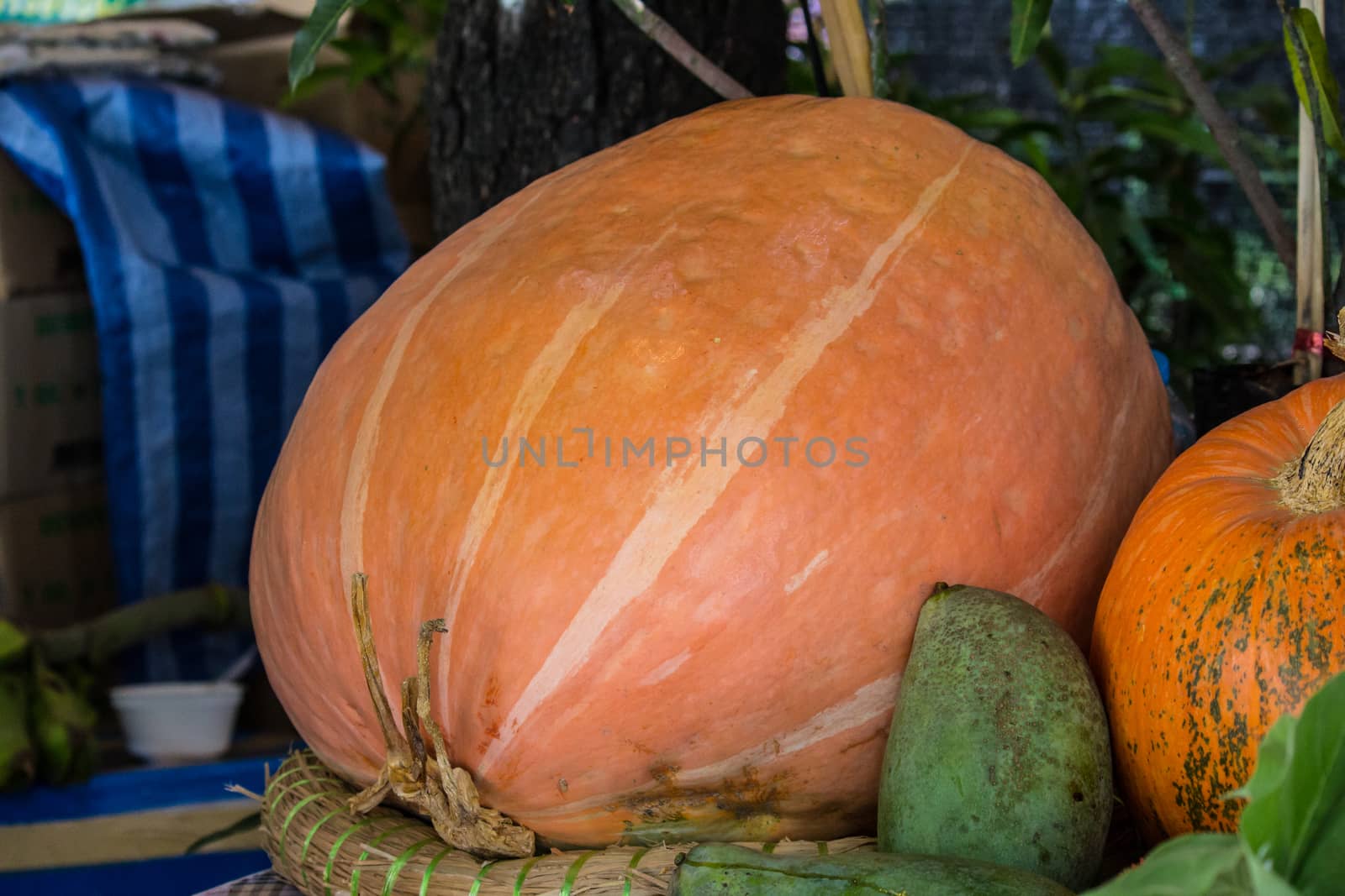 Gigantic pumpkin by redthirteen