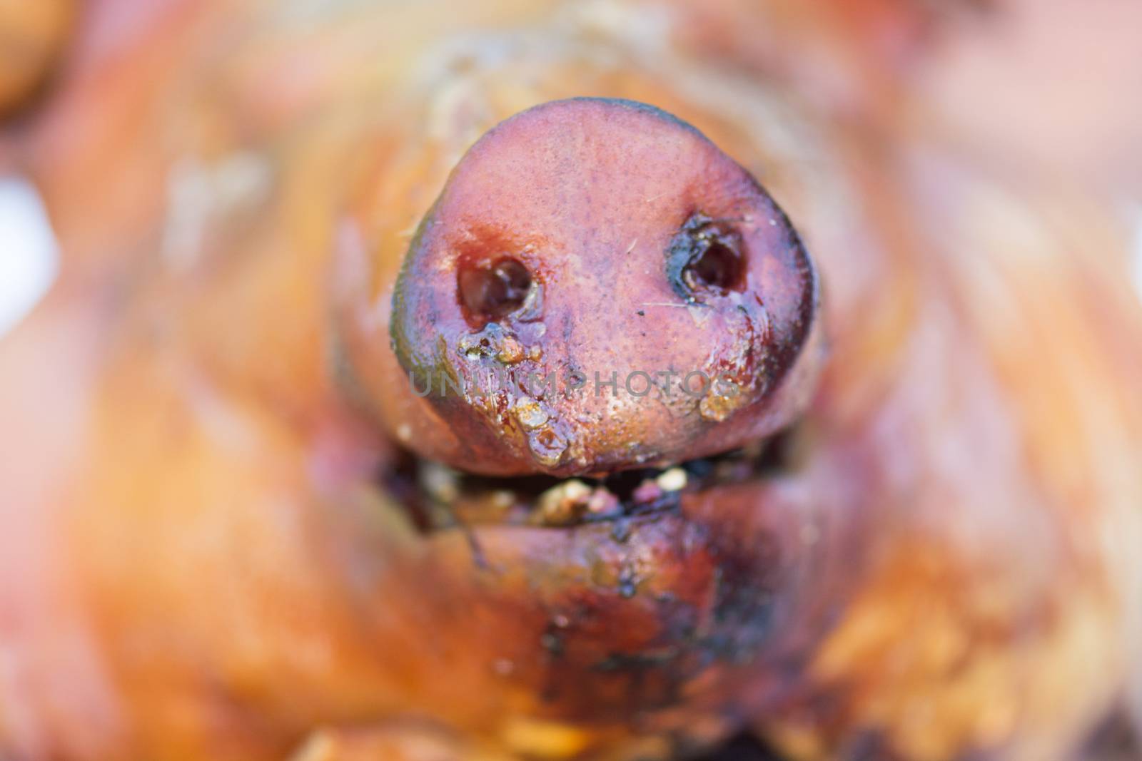 Detail of the nose of a grilled suckling pig