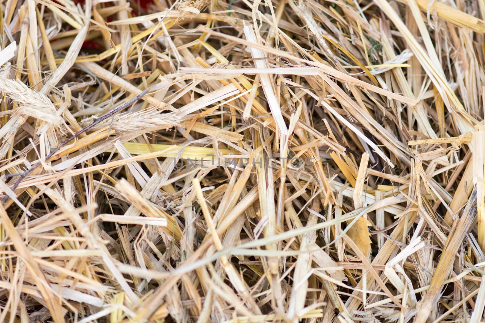 Closeup of straw as a yellow background pattern 