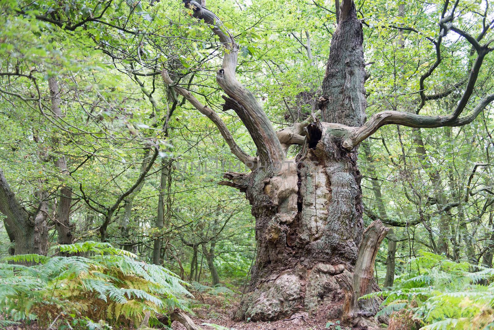 Big old oak tree by Arrxxx