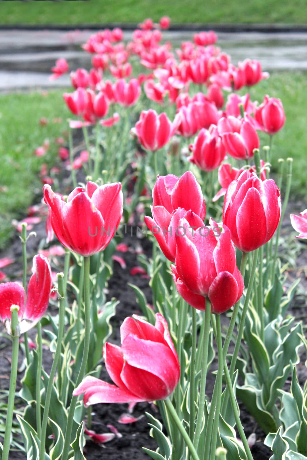 many beautiful red tulips on the flower-bed