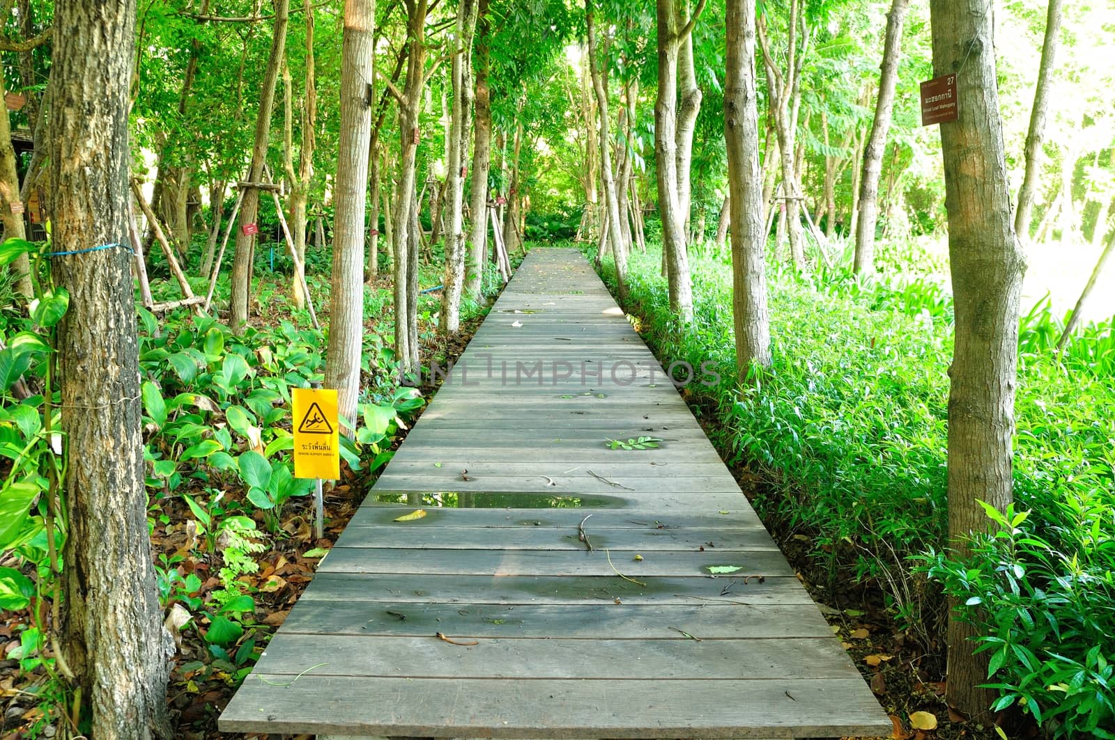 Wood Walk way in the Jungle of Thailand