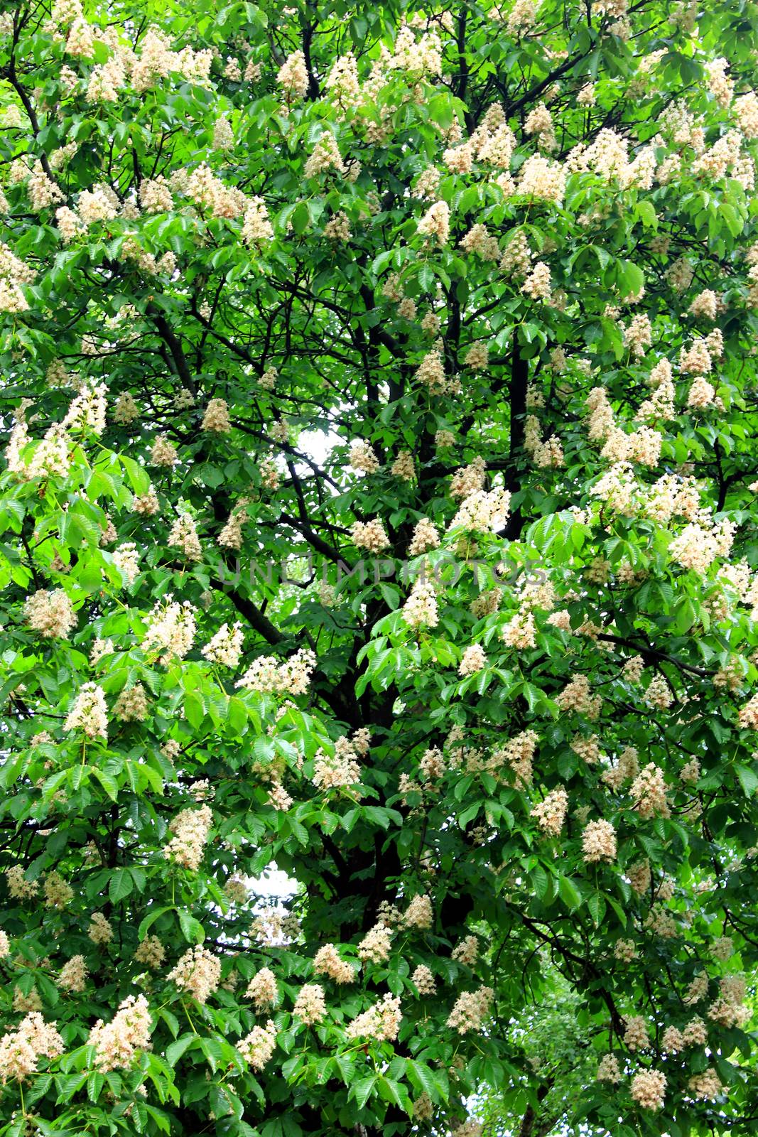 crowns of big blossoming flowers of chestnuts