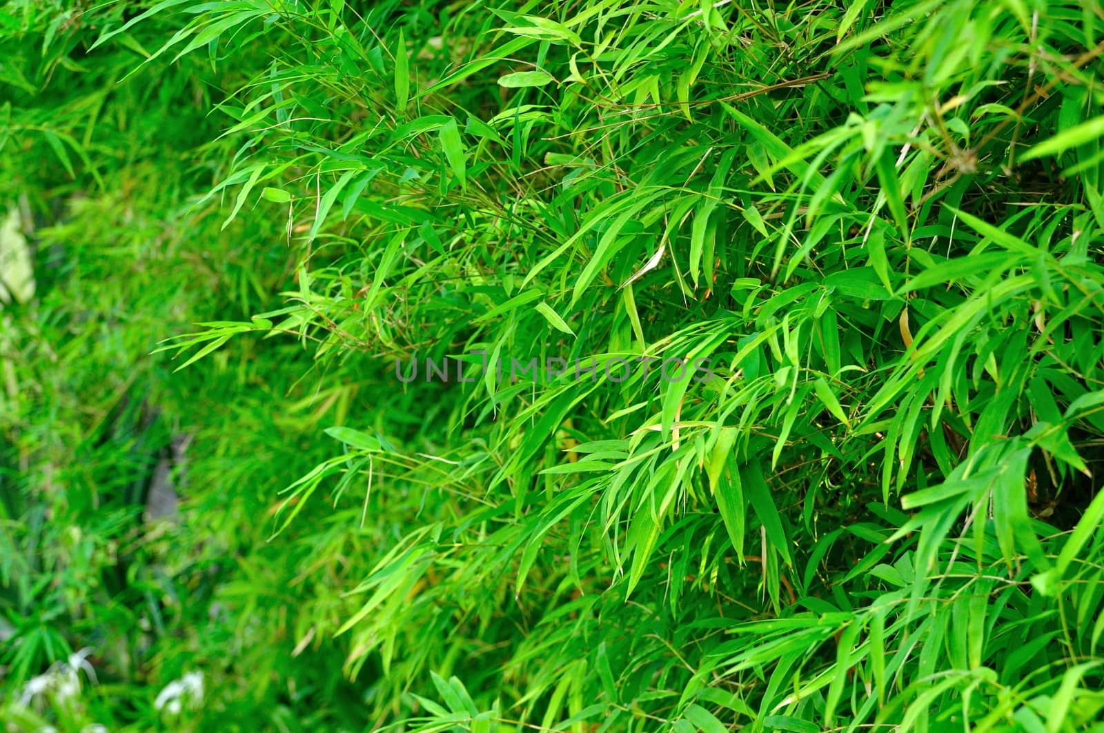 Asian Bamboo Forest Background for use as Web element or any