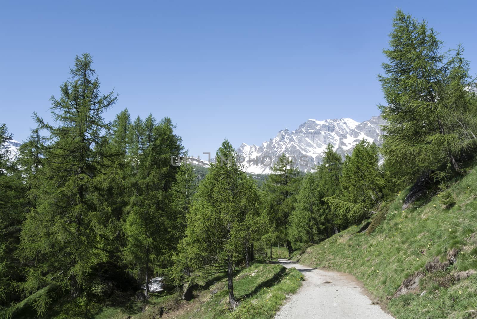 Devero Alp, mountain path through tre forest - Piedmont, Italy