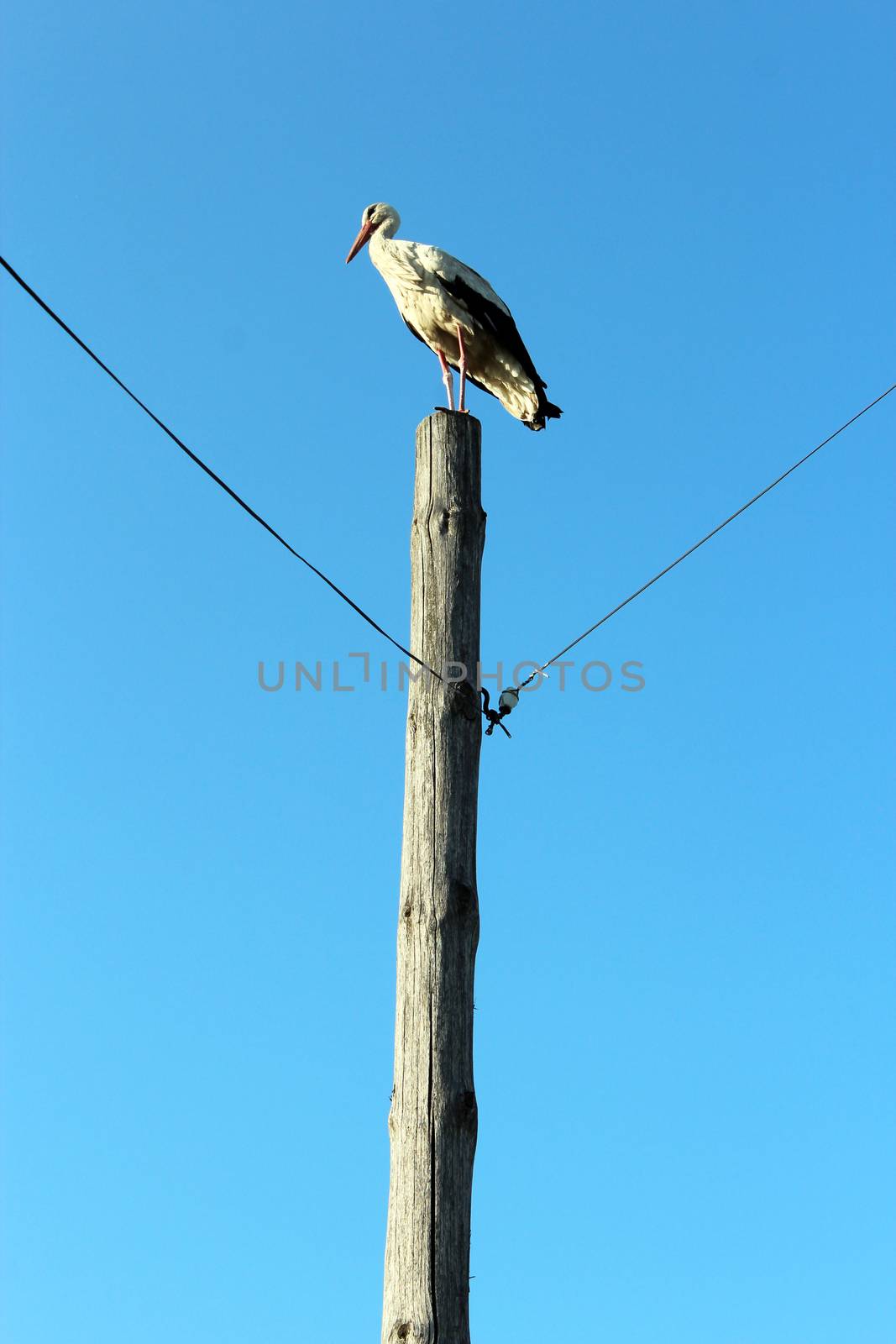 stork standing on the telegraph-pole on the background of the blue sky