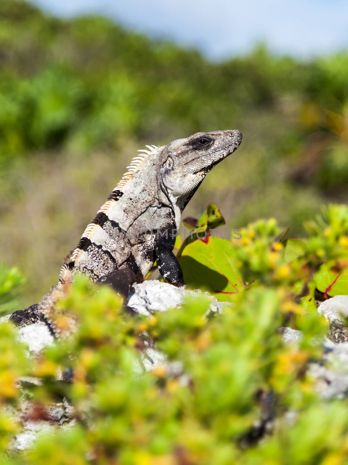 Portrait of a large gray-brown iguana in its natural habitat